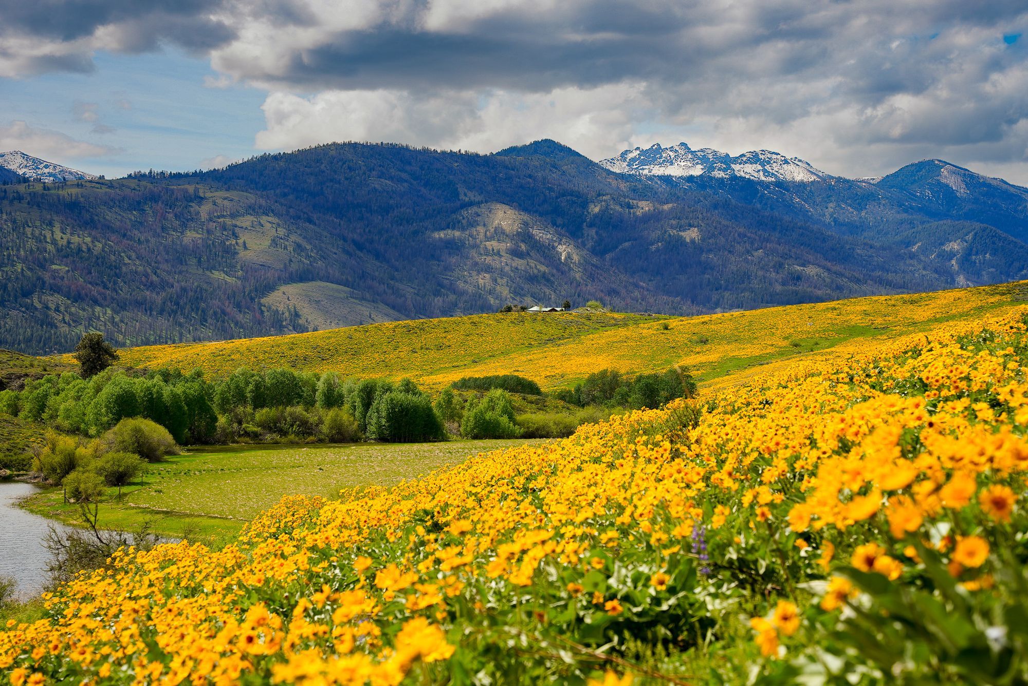balsamroots in the Methow Valley