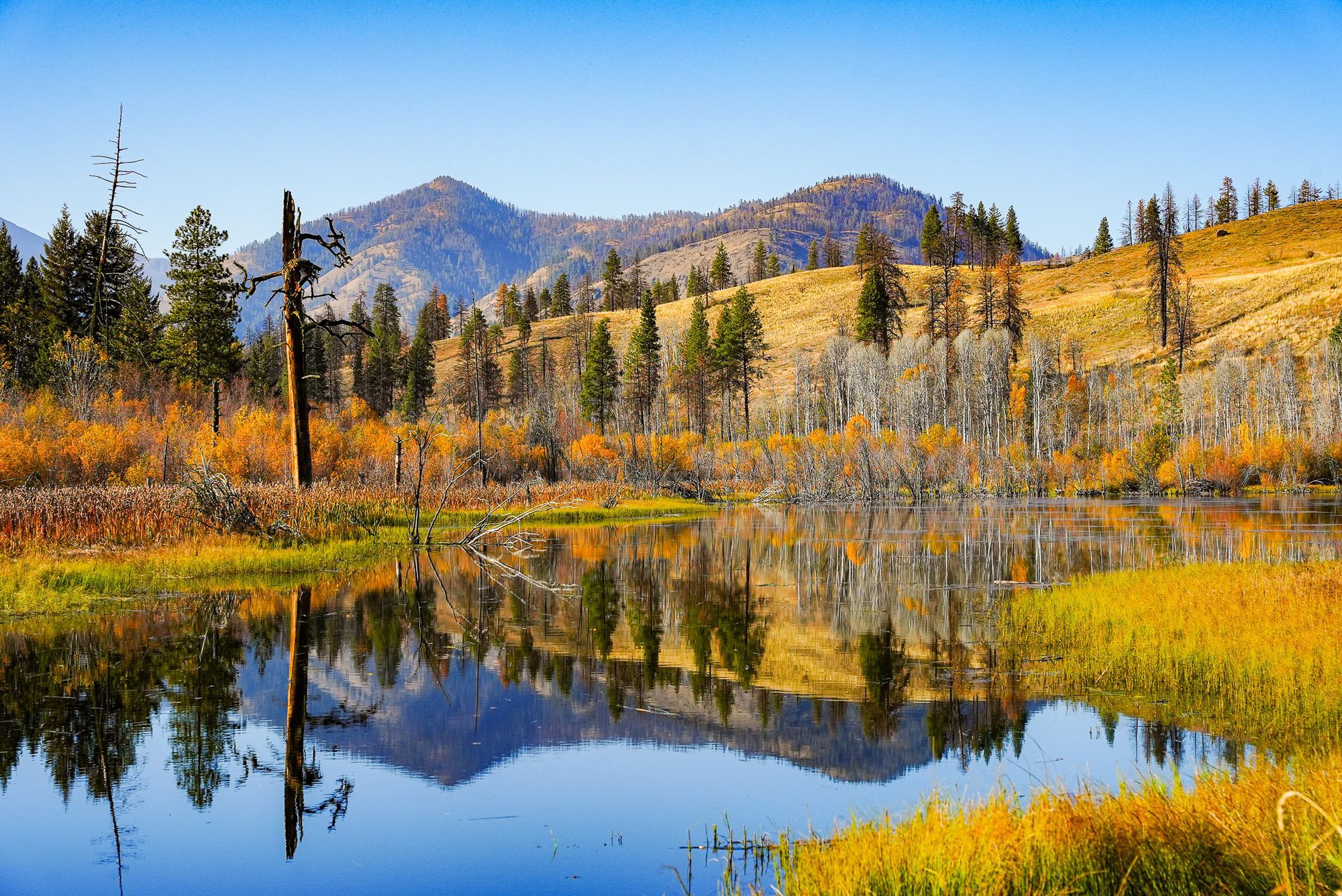 fall colors around beaver pond