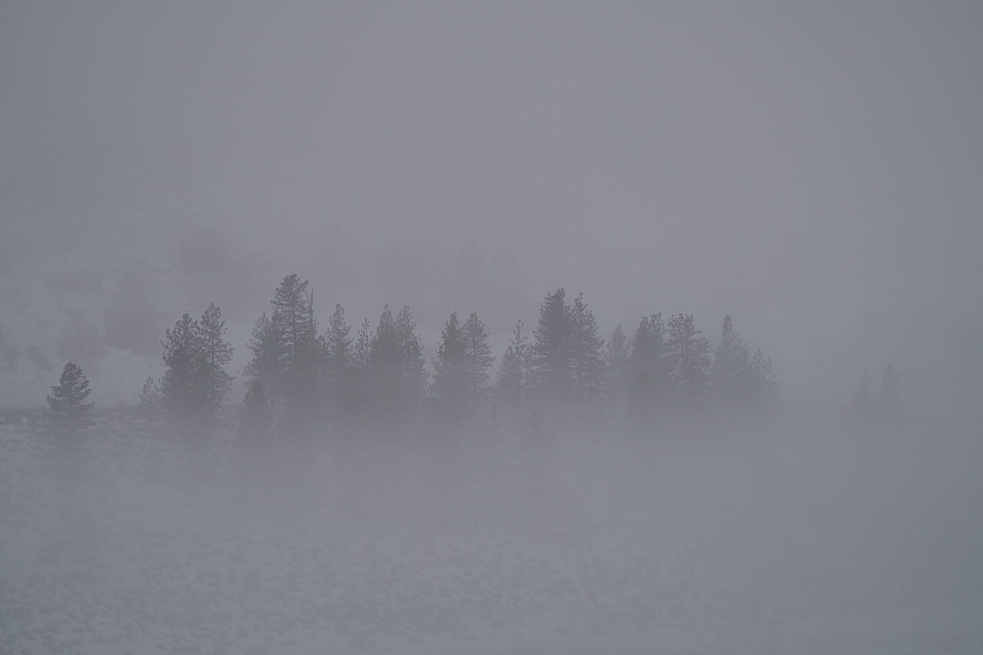 trees in fog