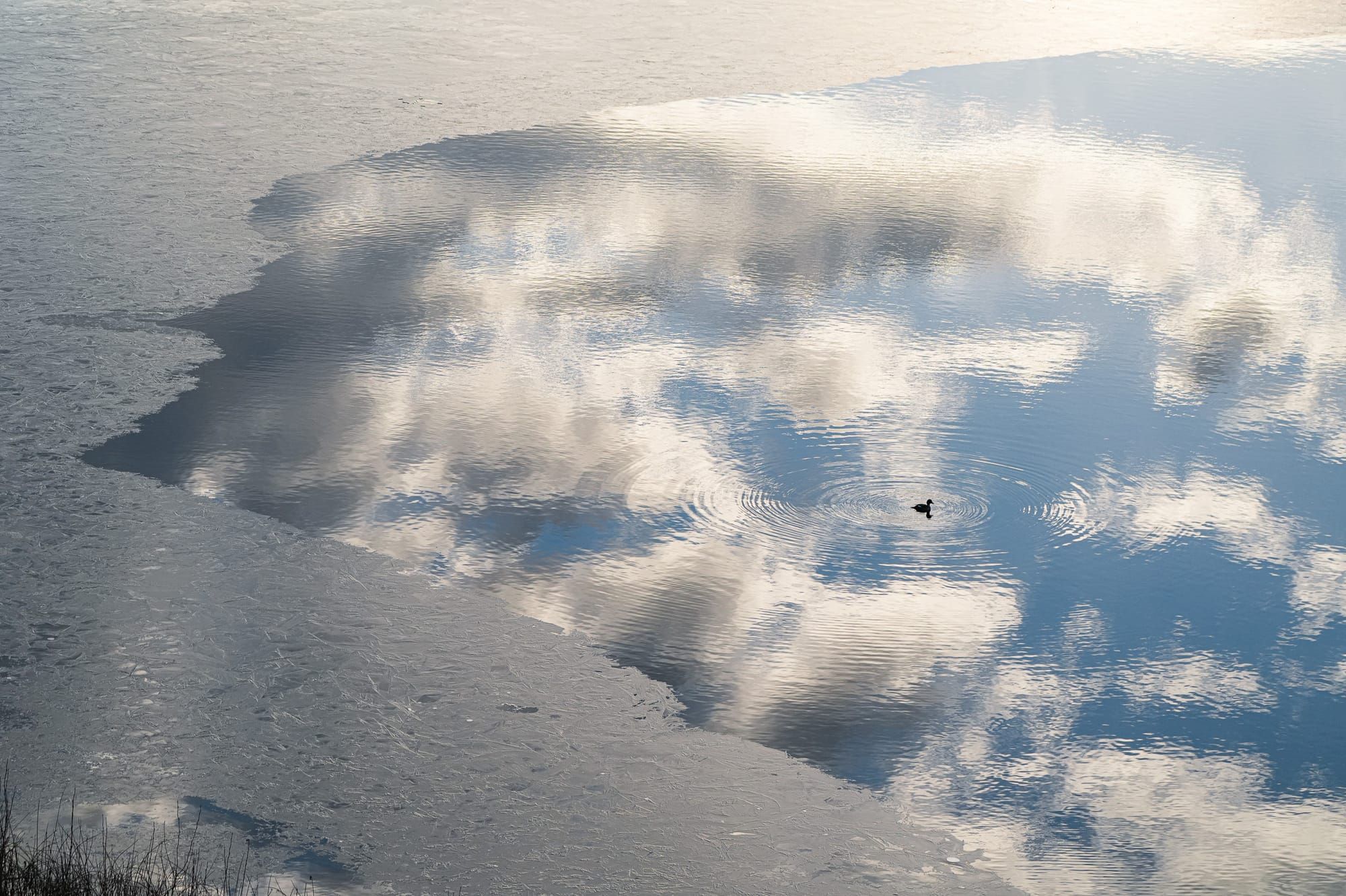 duck on lake