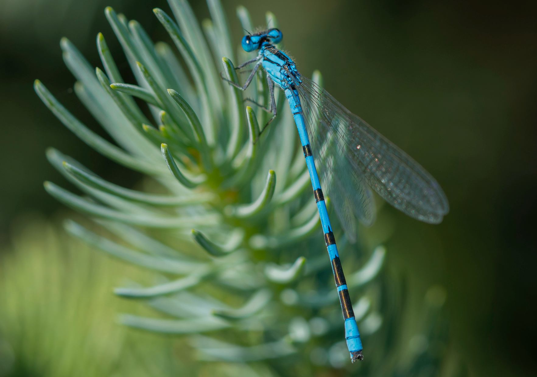 damselfly