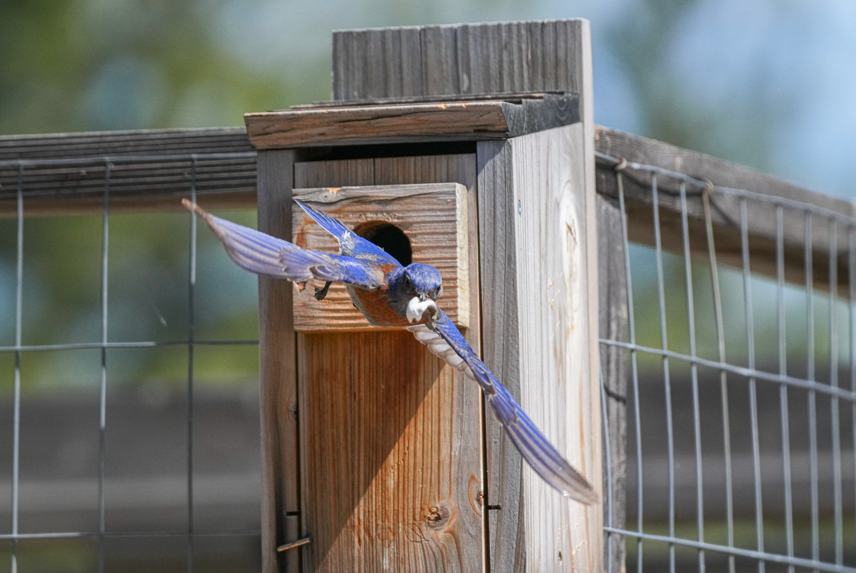 western bluebird