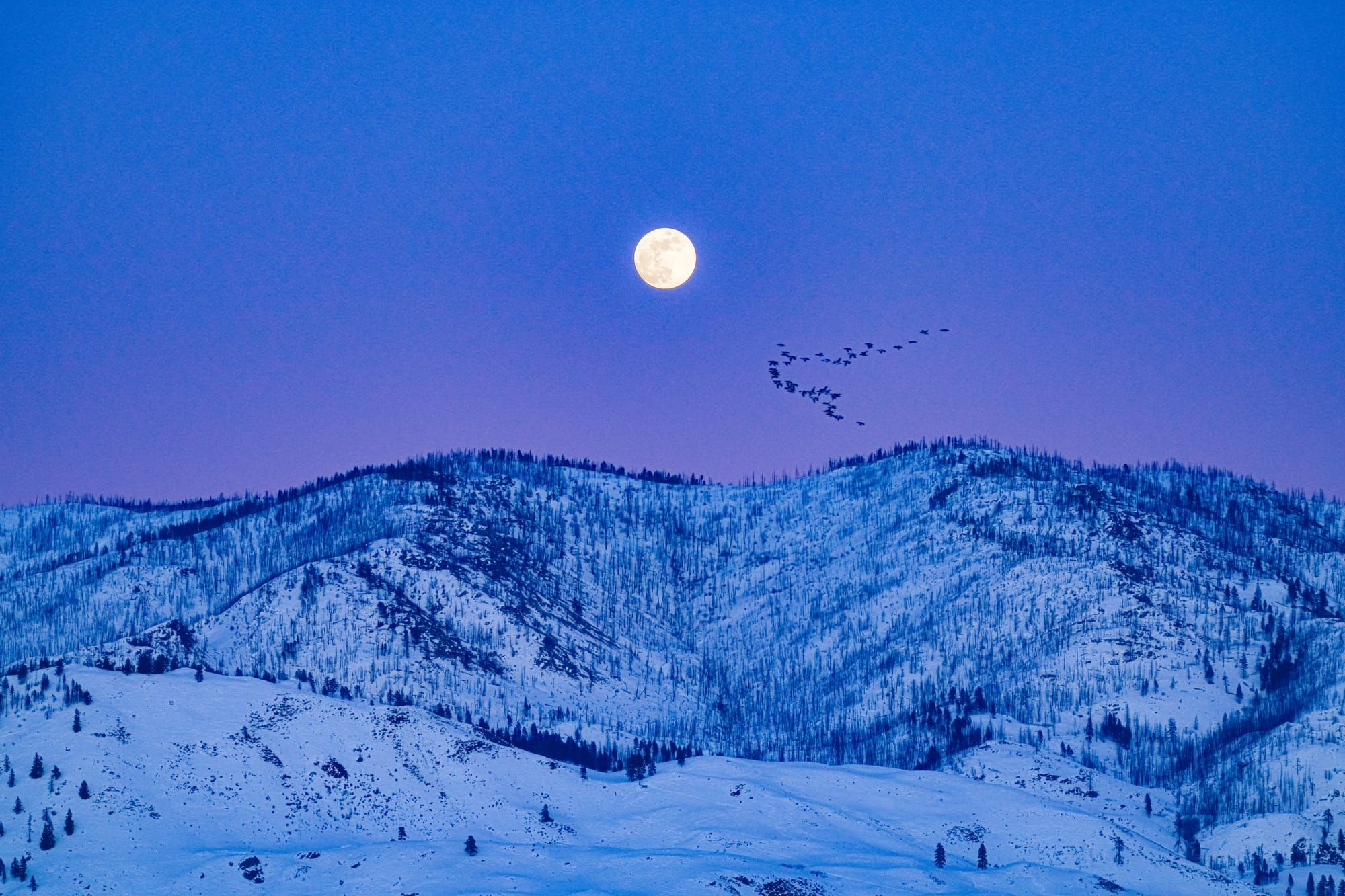 ducks and full moon