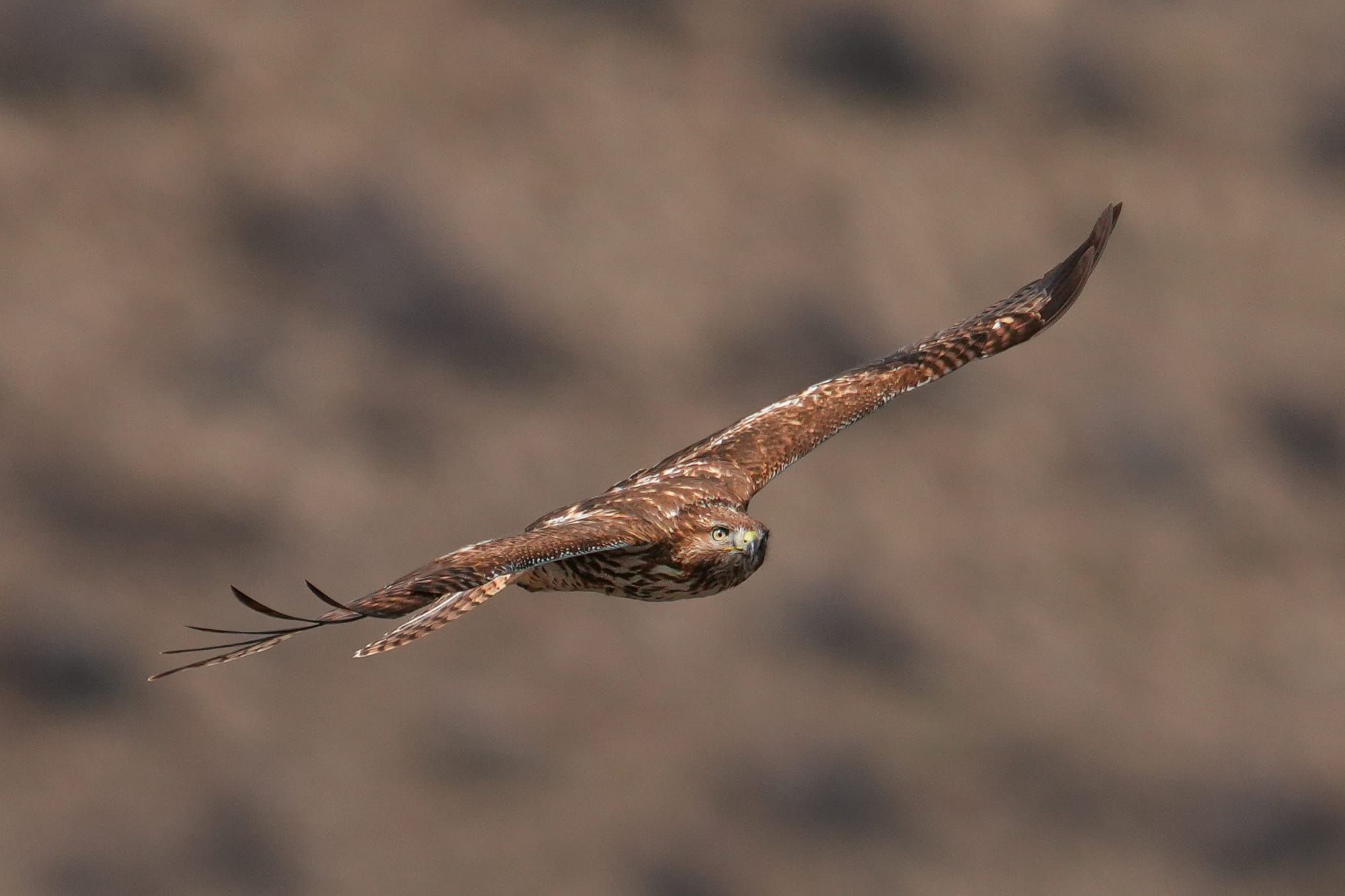 red-tailed hawk