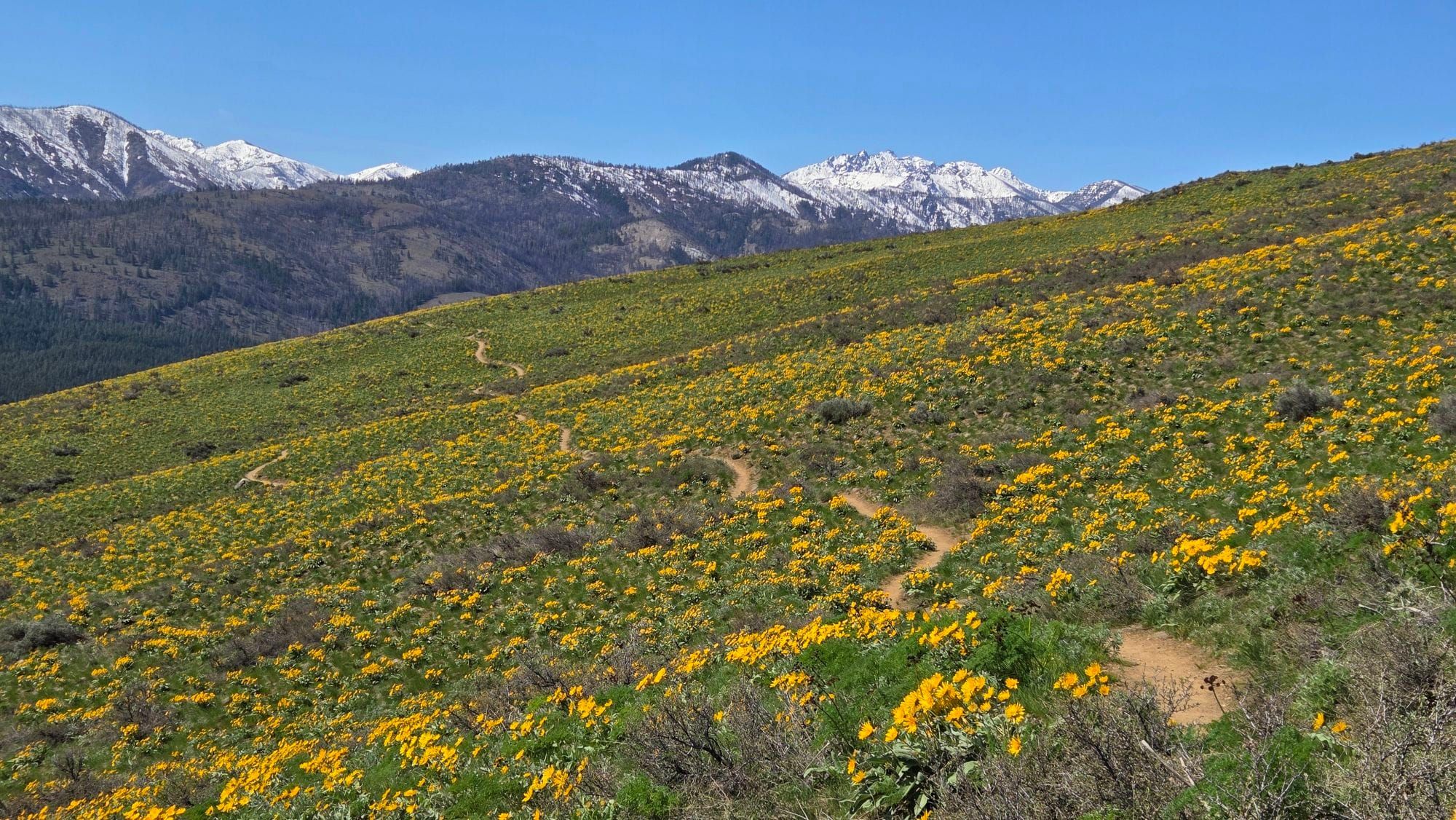 balsamroot flowers