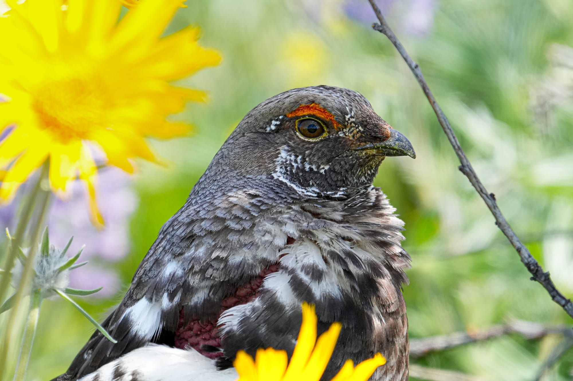 dusky grouse