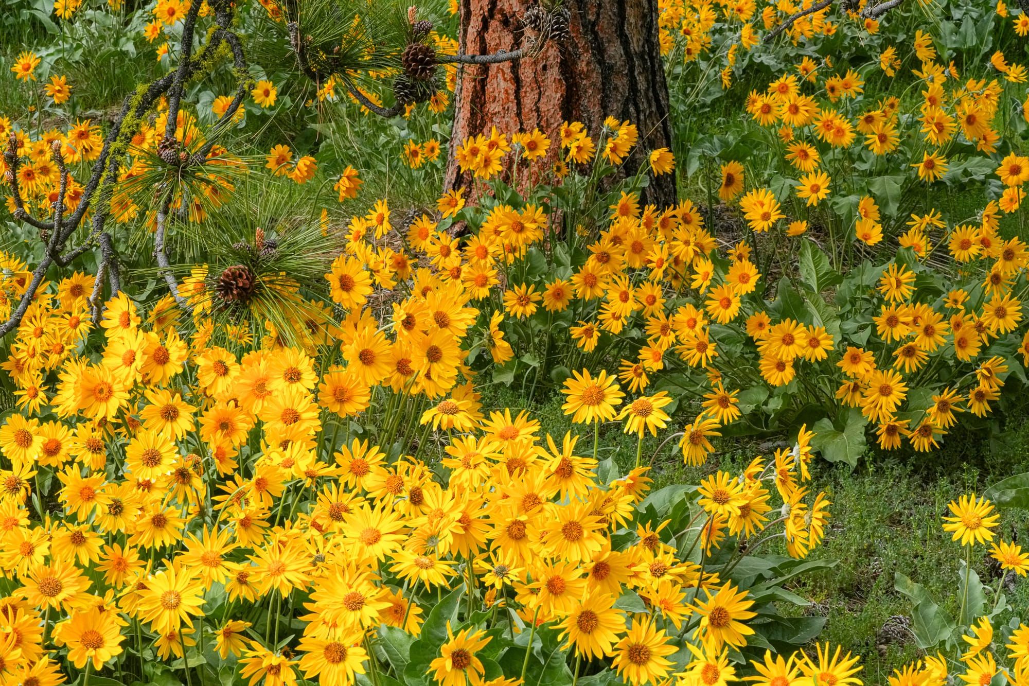 arrowleaf balsamroot
