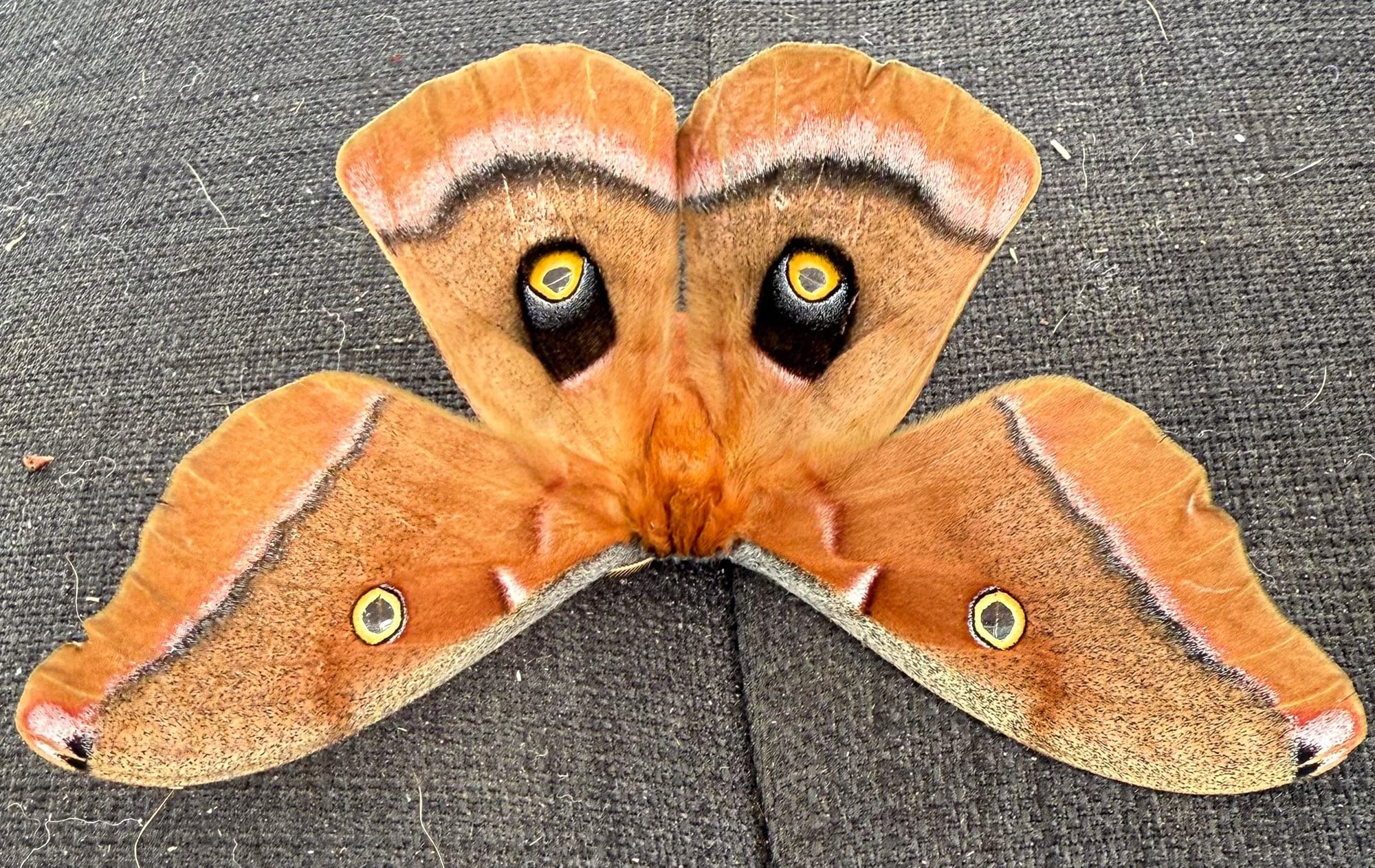 female Polyphemus moth