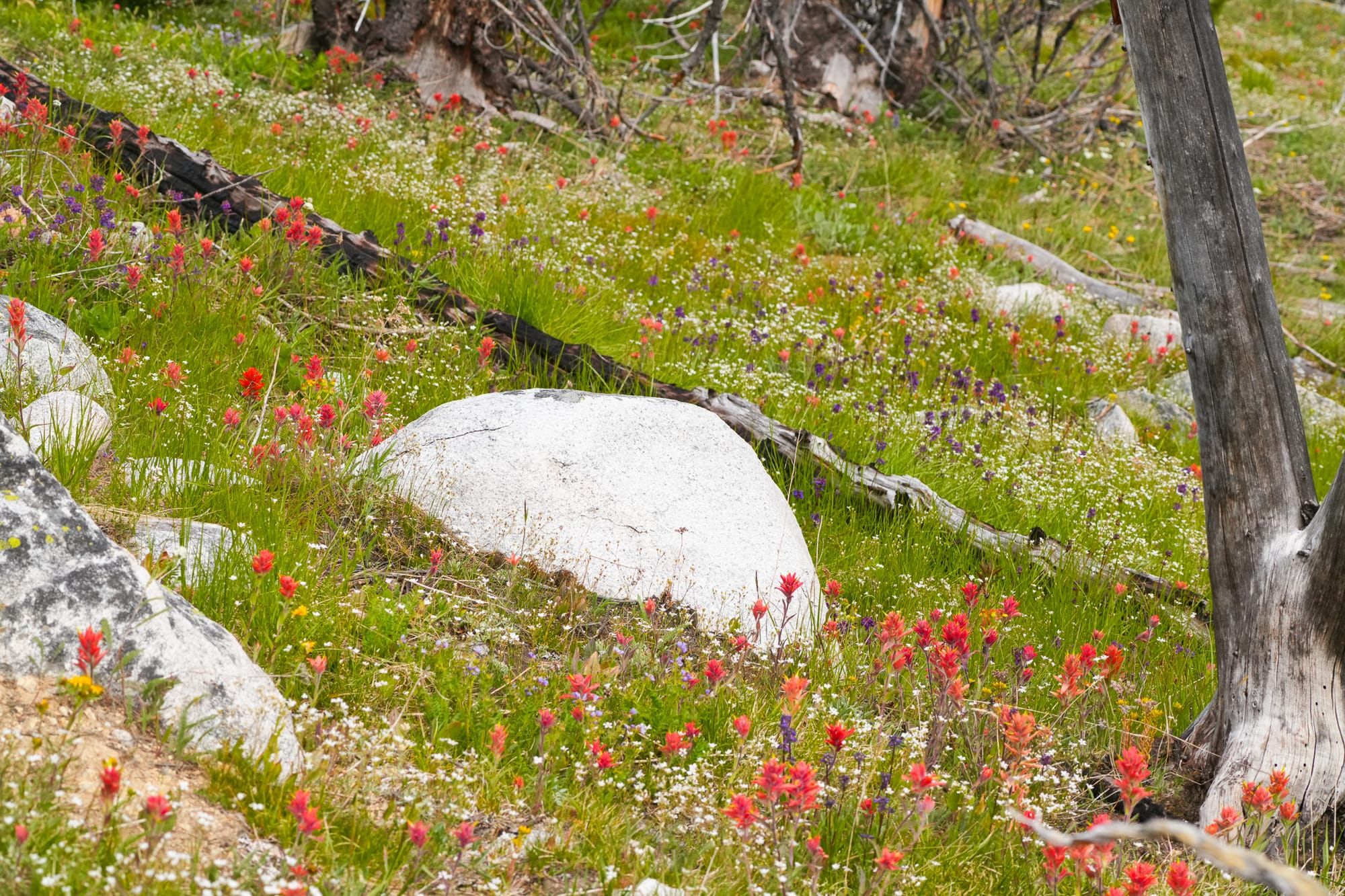 flowers in meadow