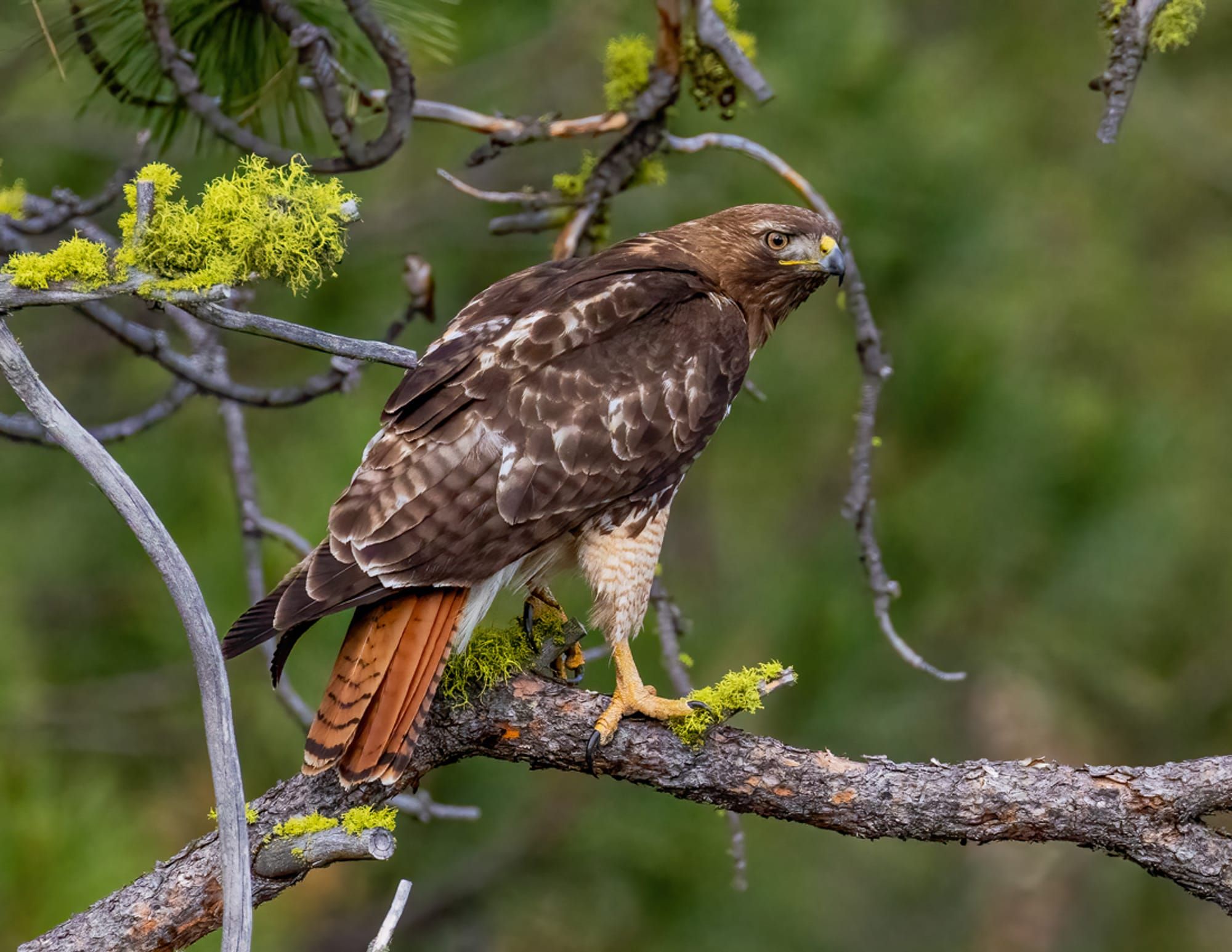red-tailed hawk