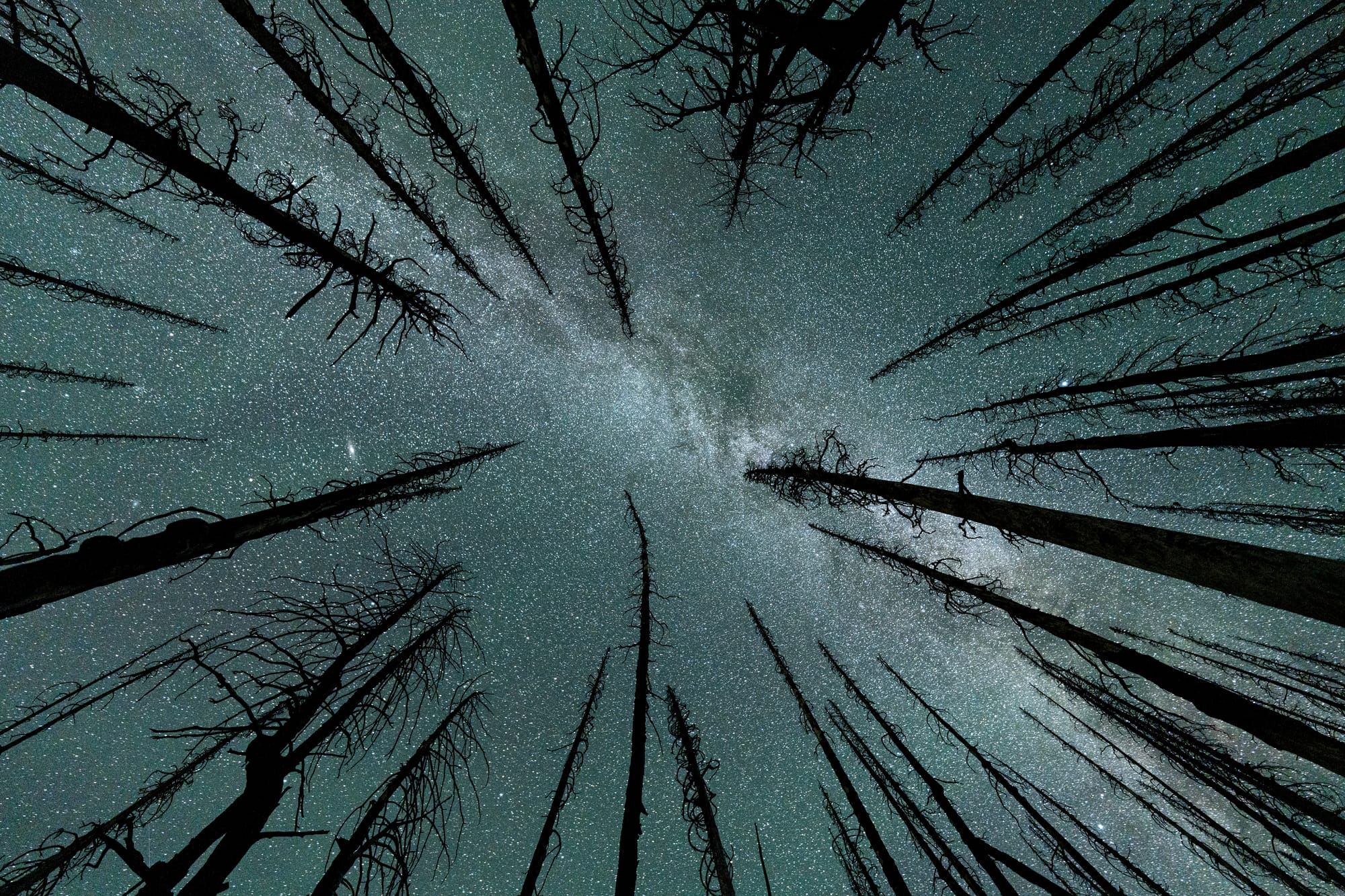 Milky Way and burned trees
