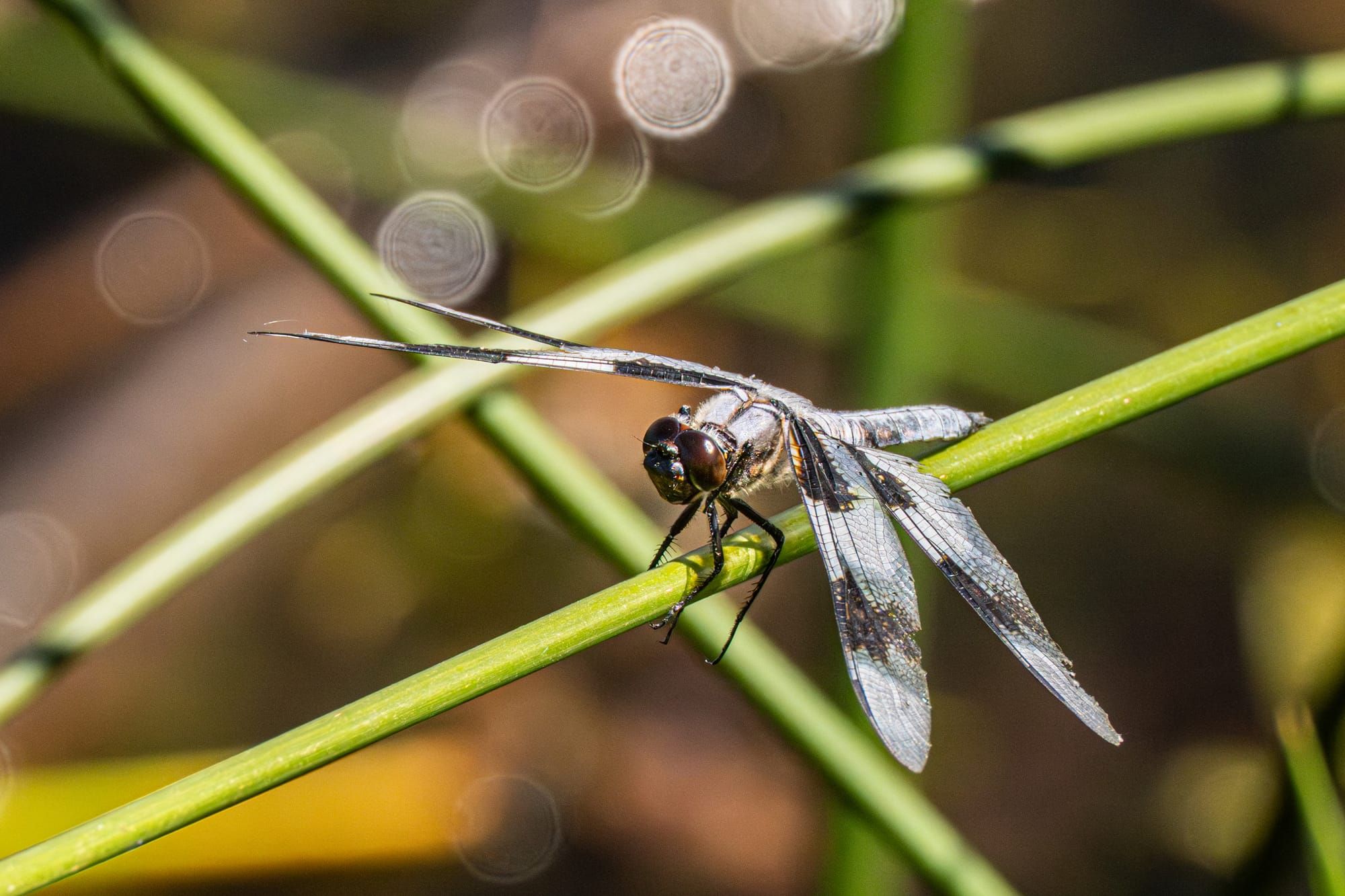 eight-spotted skimmer