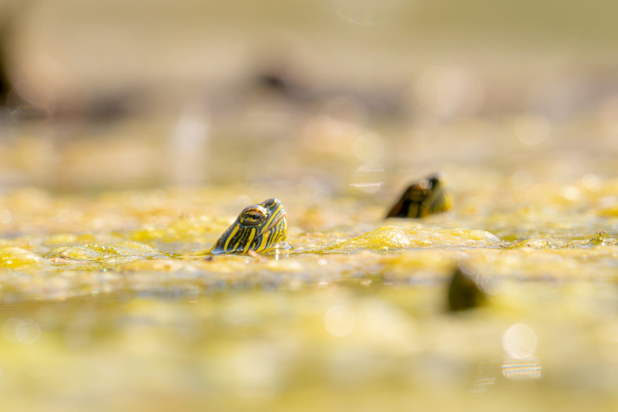 hatchling painted turtl