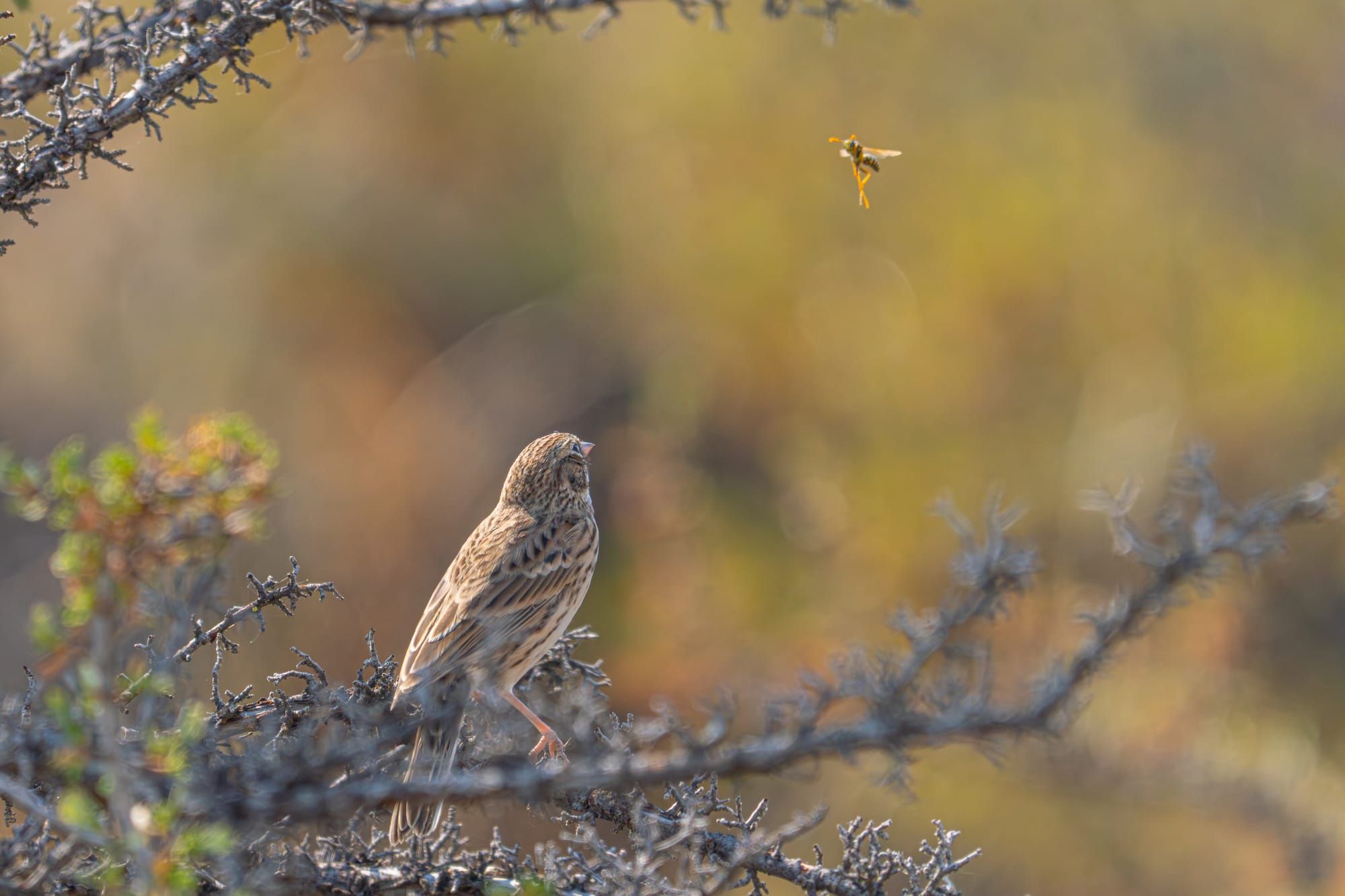 vesper sparrow