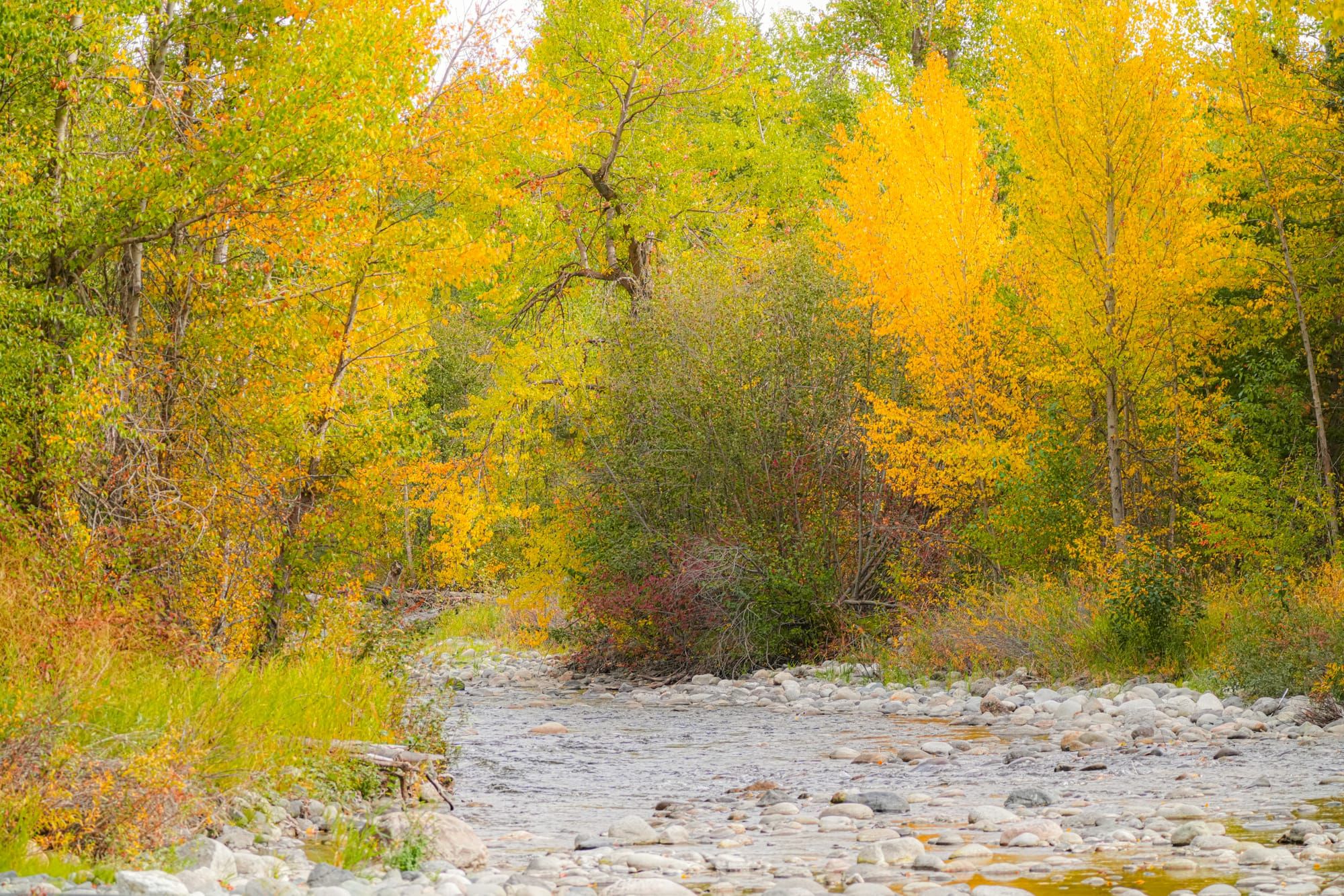 fall colors along river