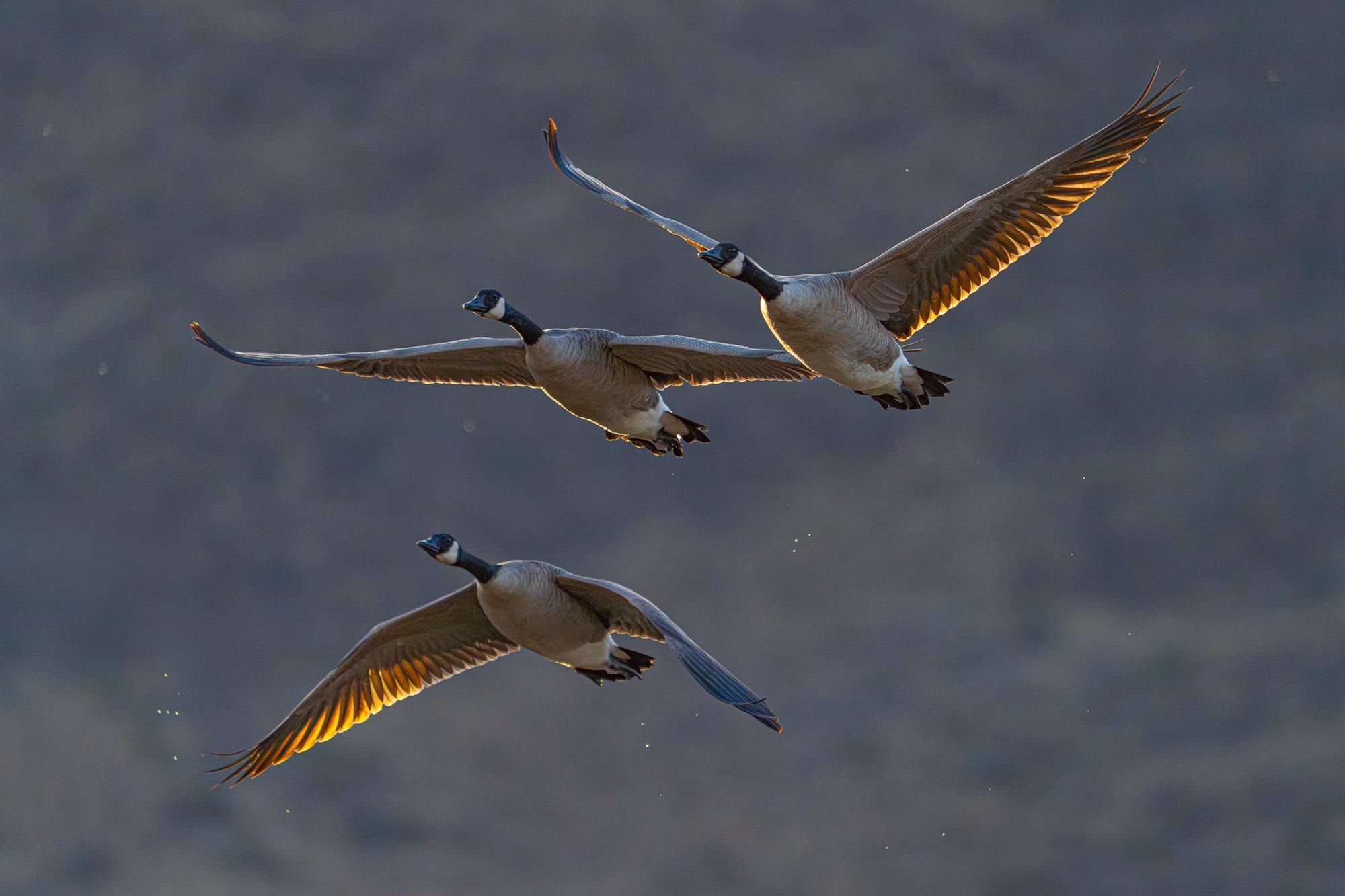 Canada geese