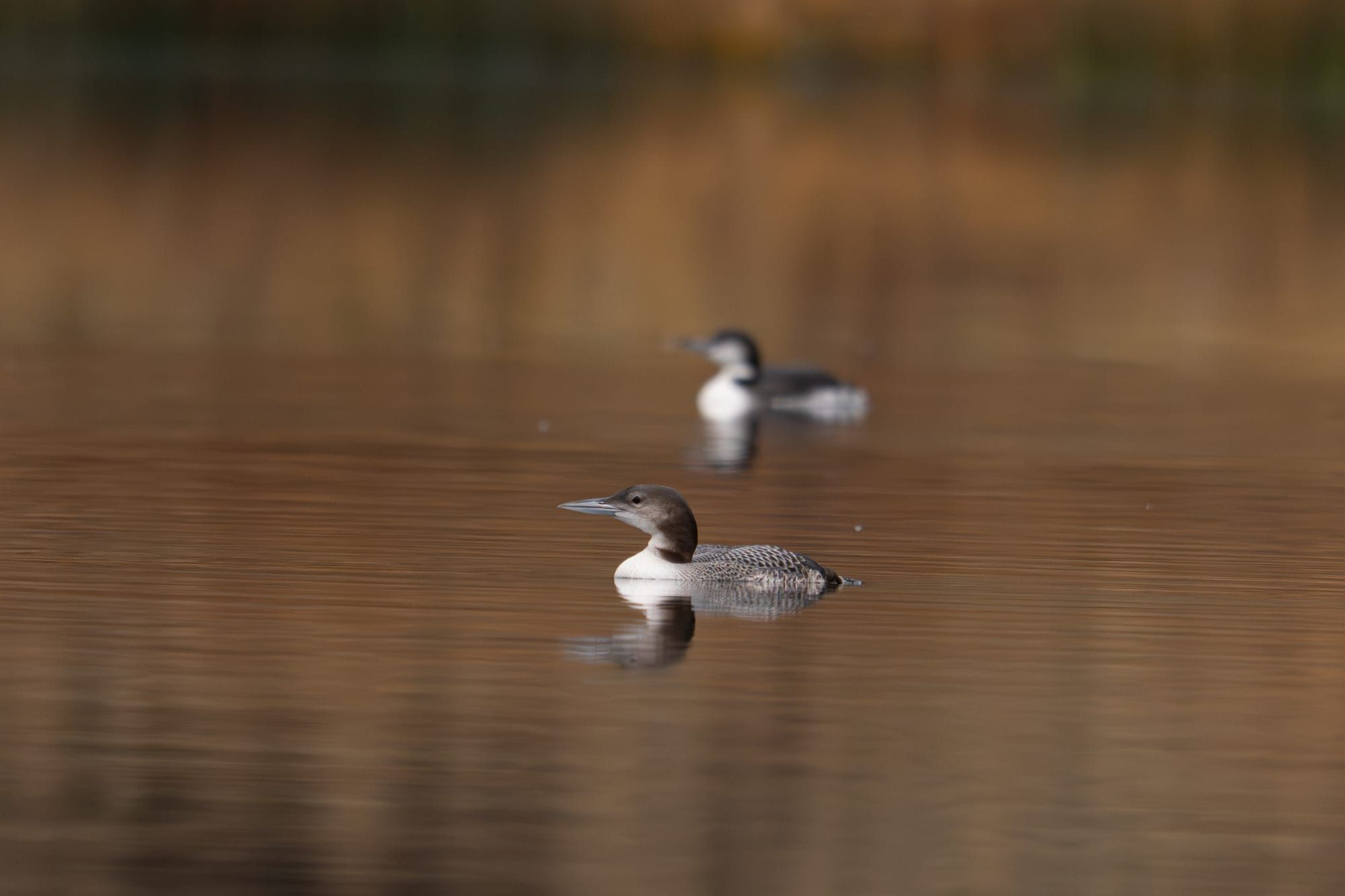 common loons