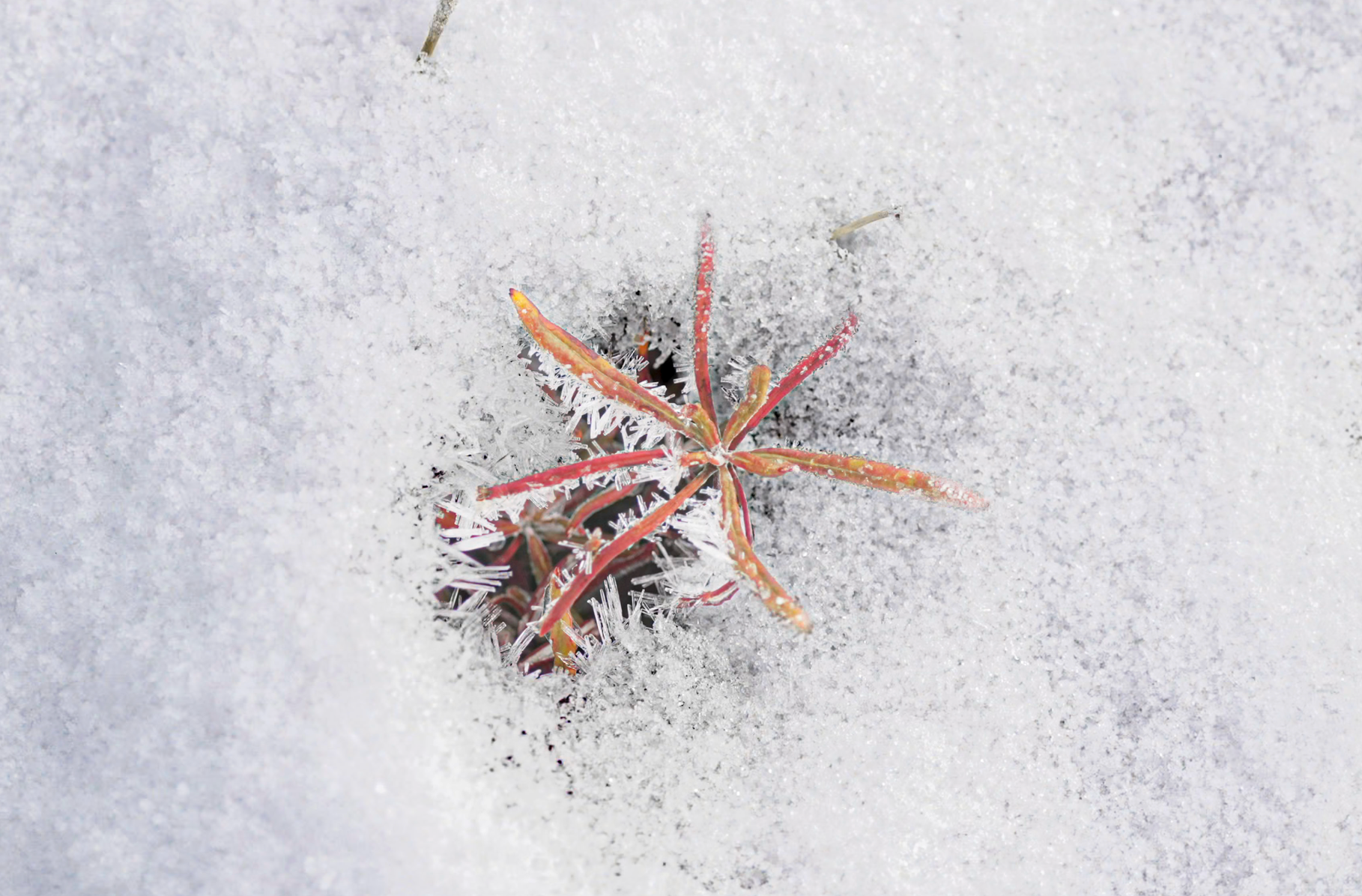 plant in snow
