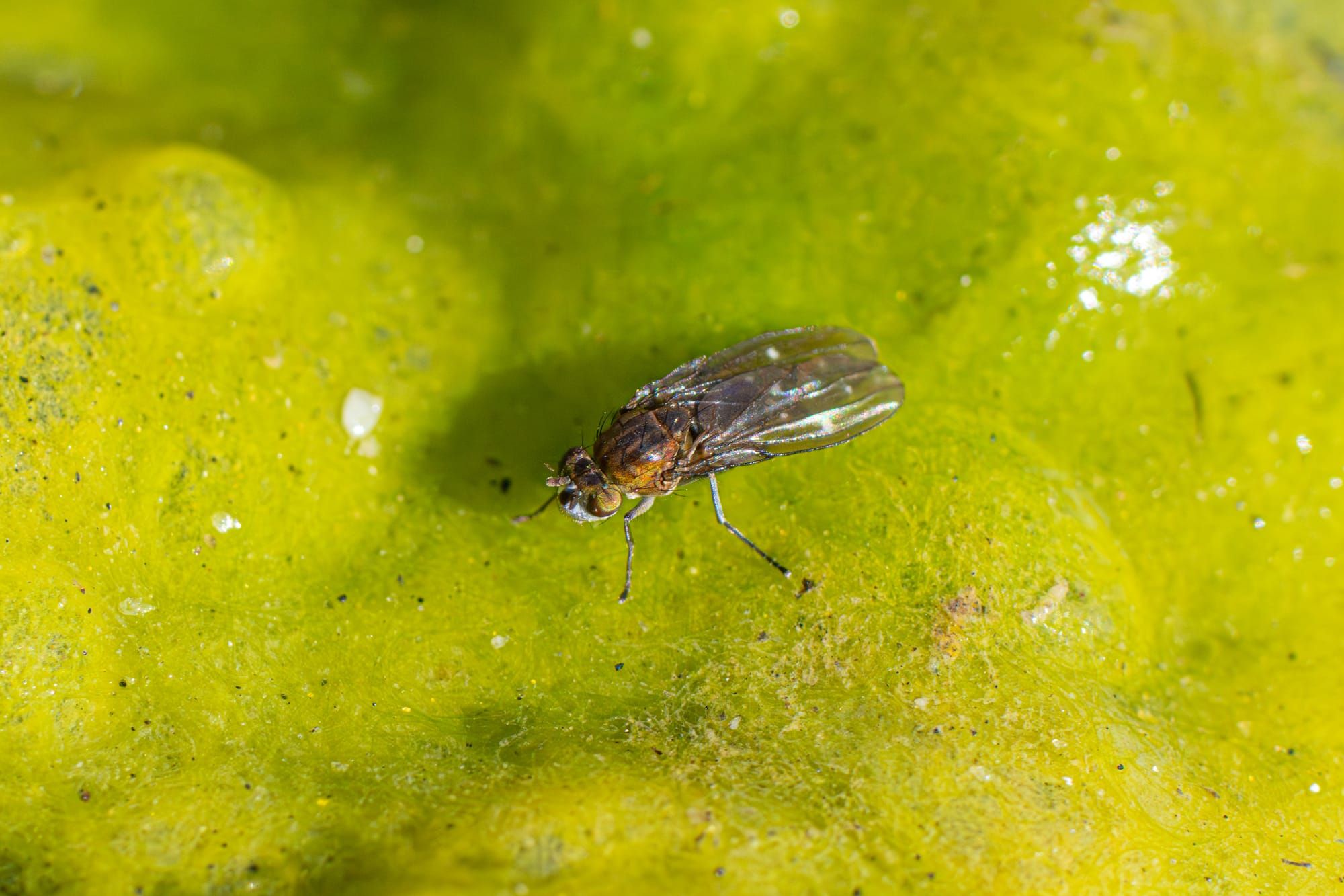 fly on green algae
