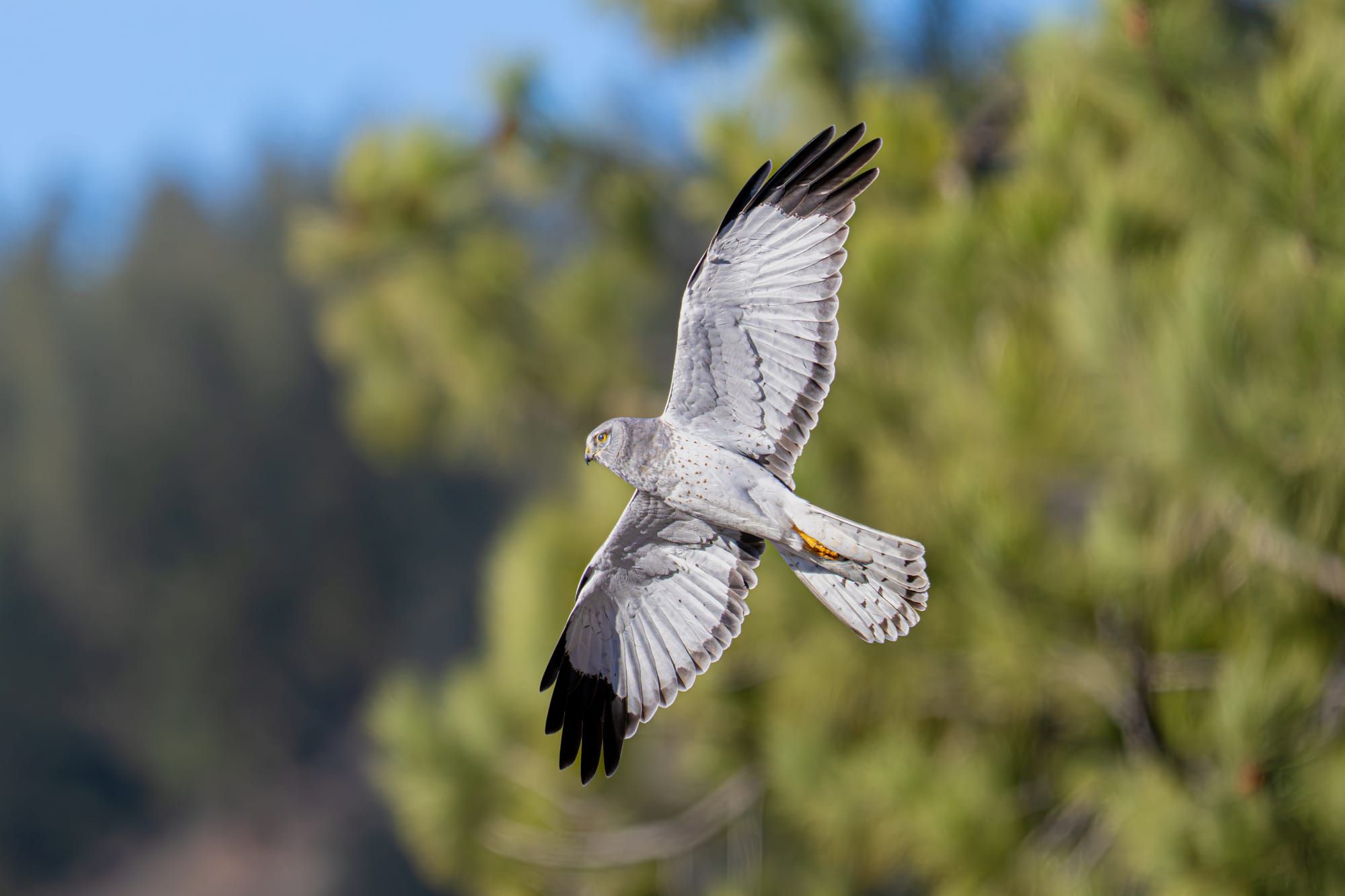 northern harrier