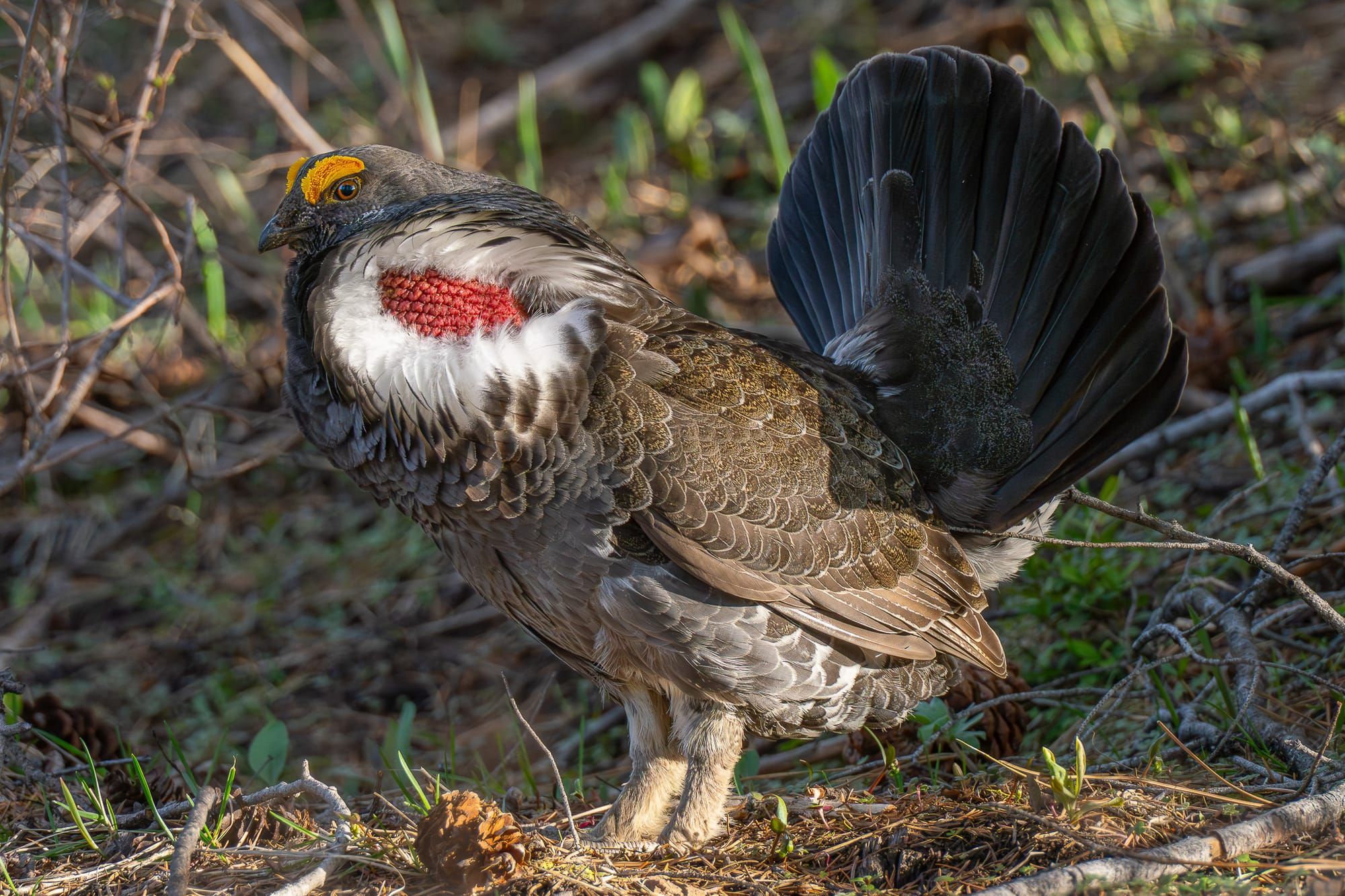 dusky grouse