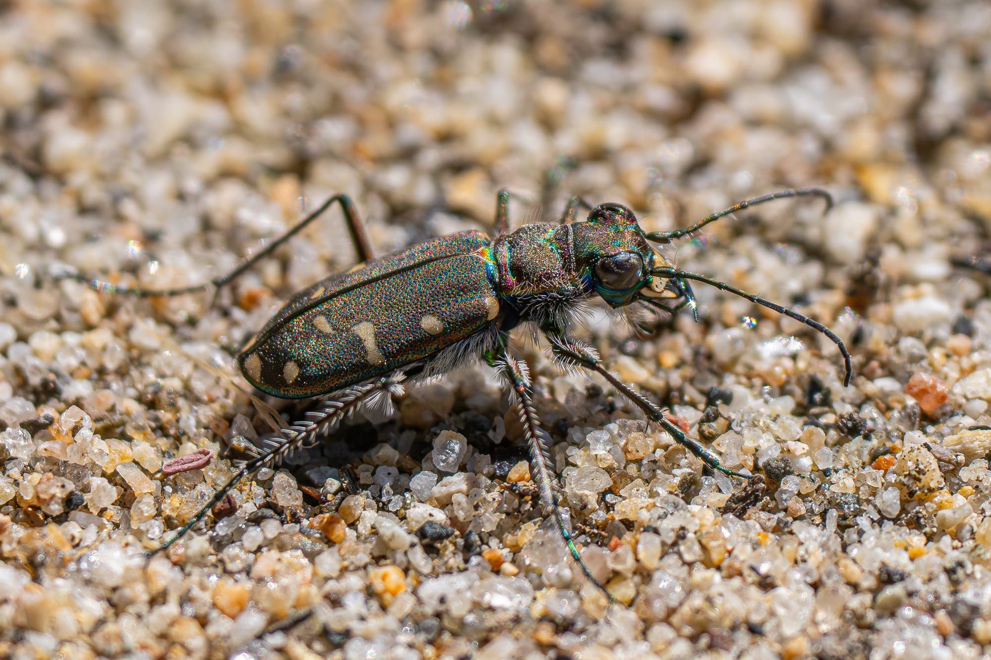 tiger beetle