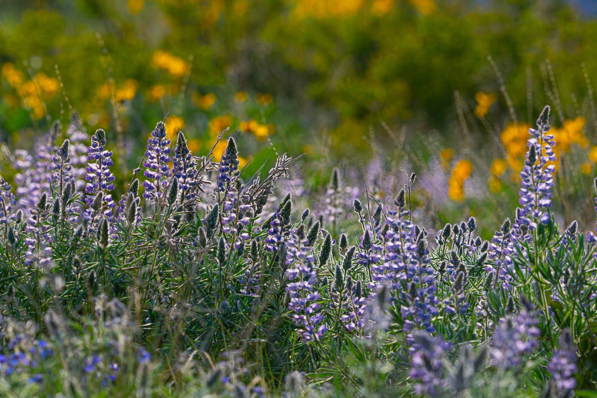 spring flowers