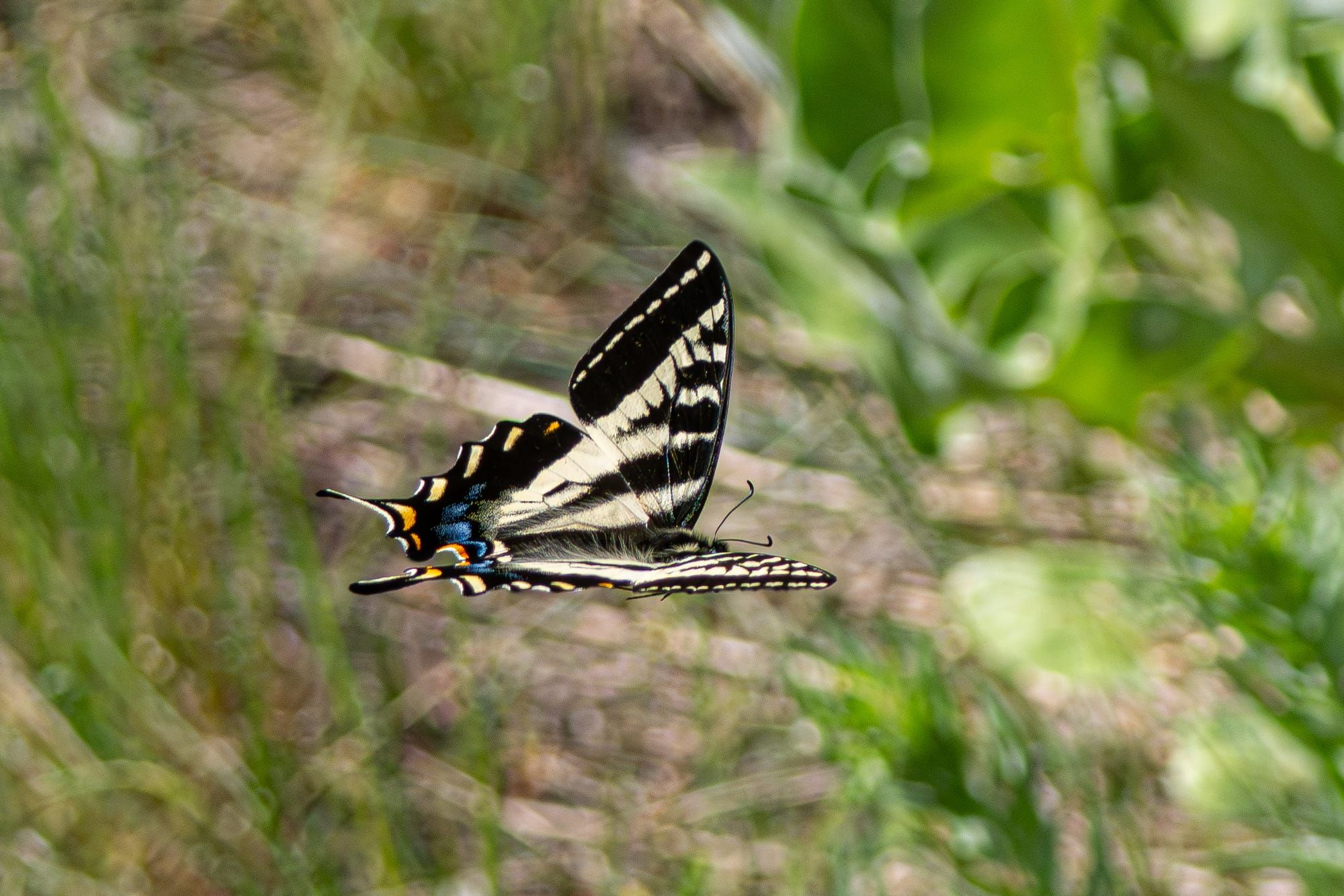 pale tiger swallowtail