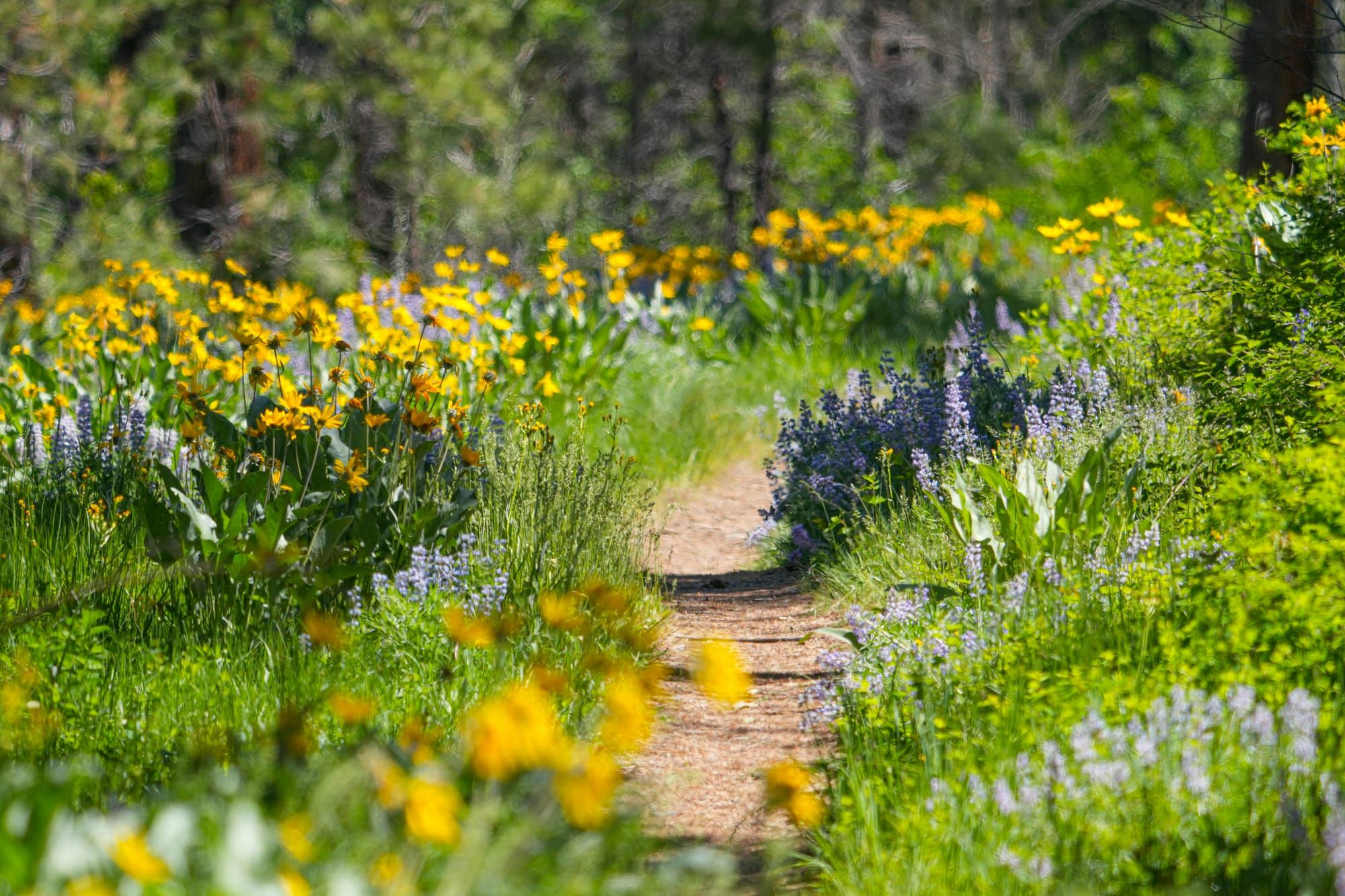 trail through flowers