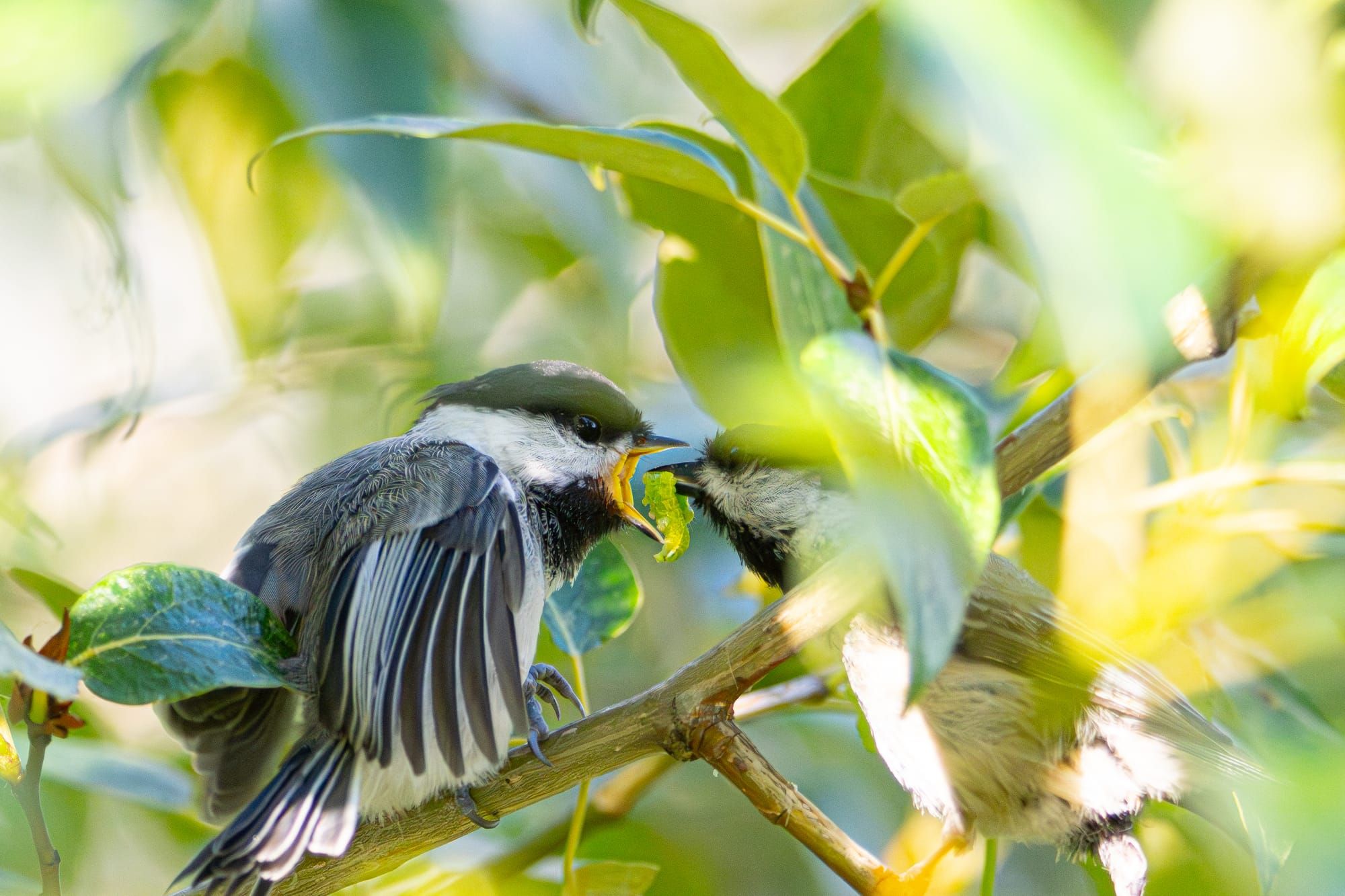black-capped chickadee feeding time