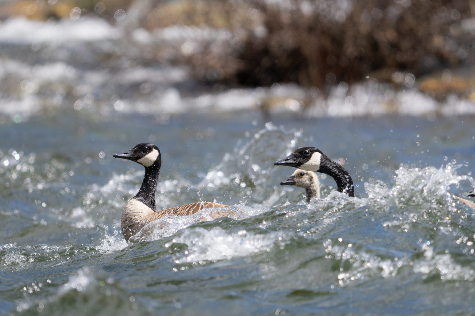 Canada geese in river rapids