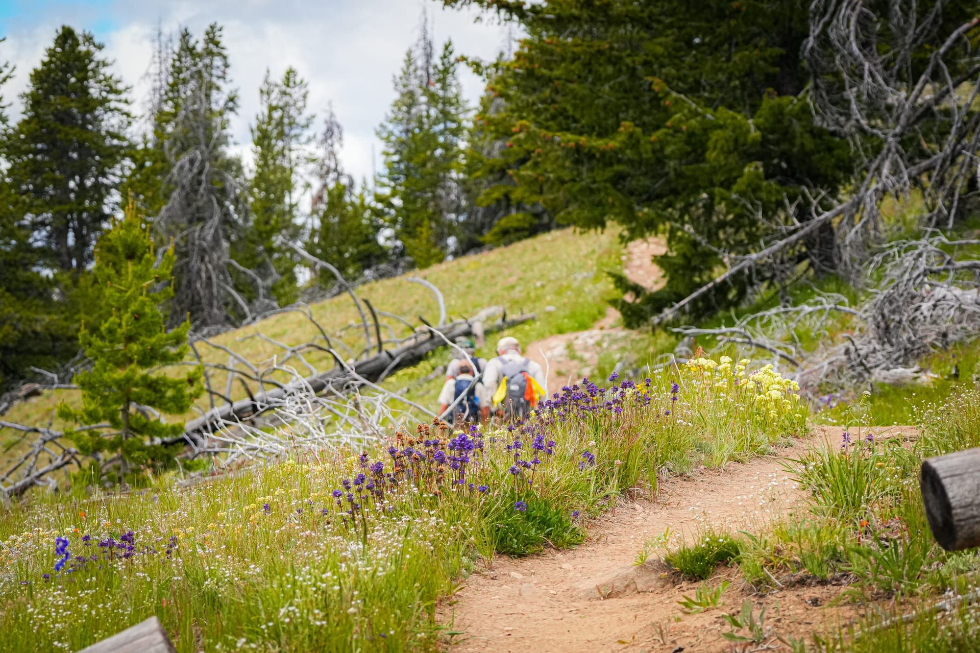 hikers on trail