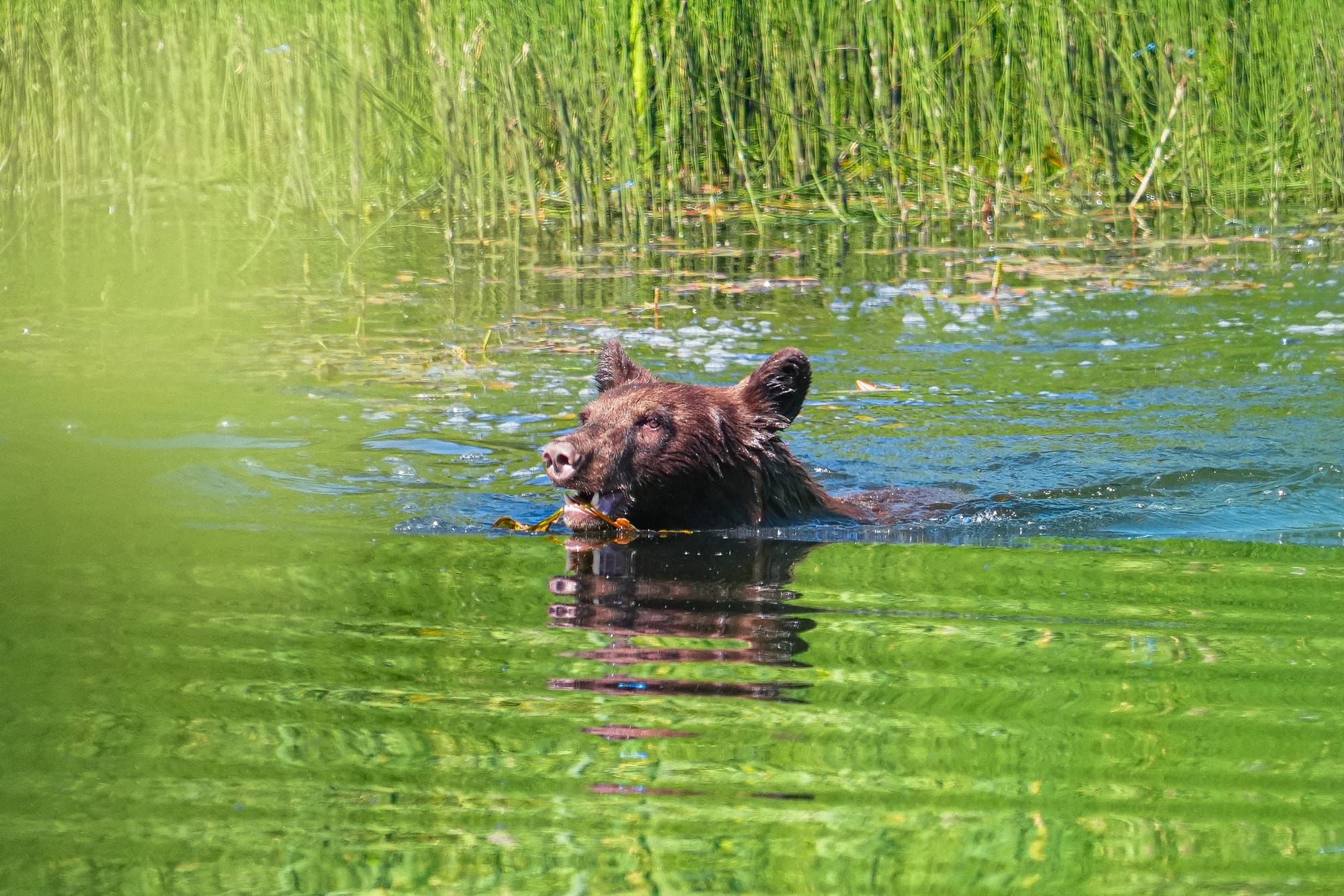 bear in water