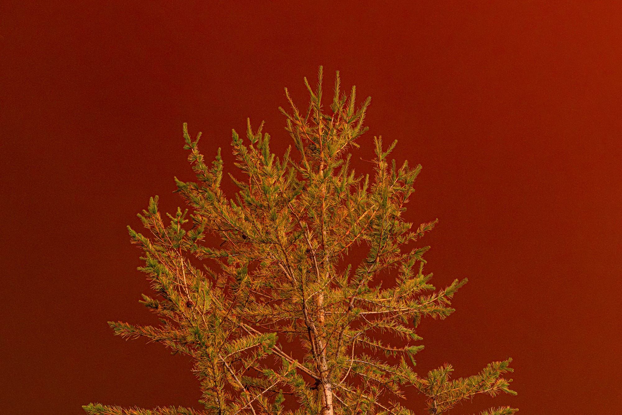 sunset on tree