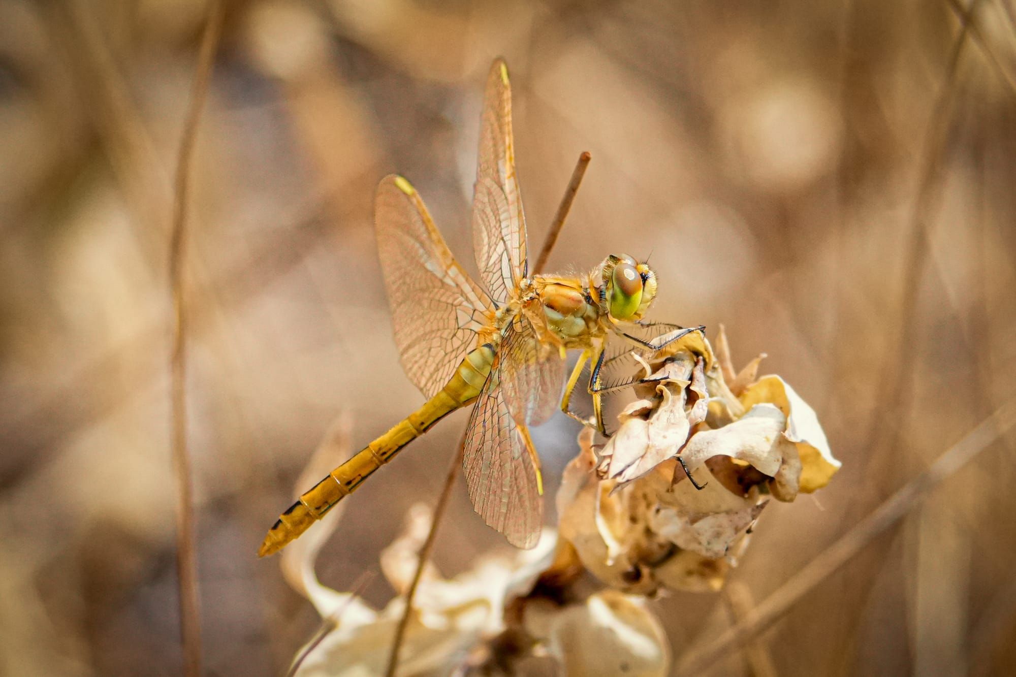 saffron-winged meadowhawk