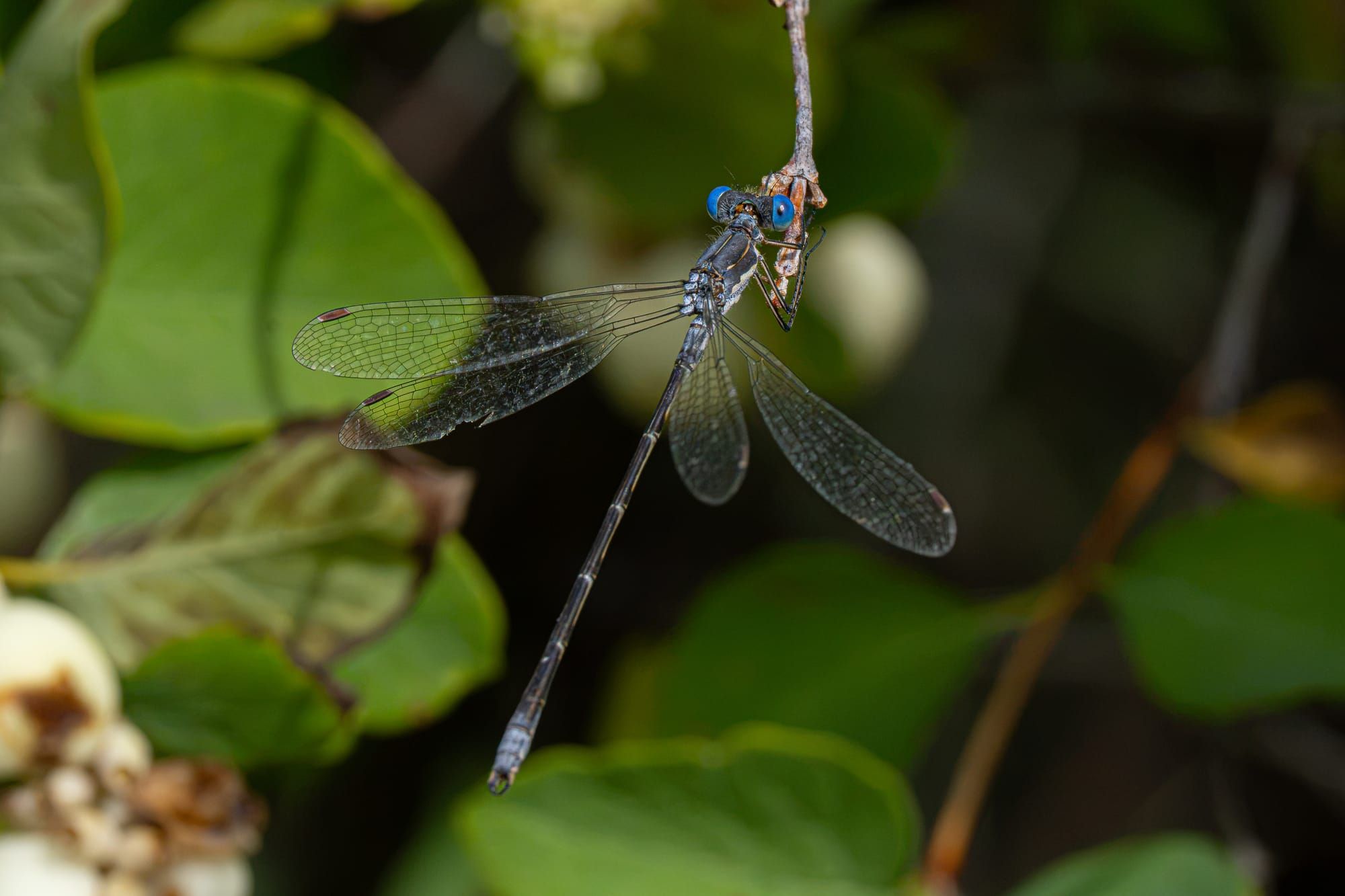 spotted spreadwing