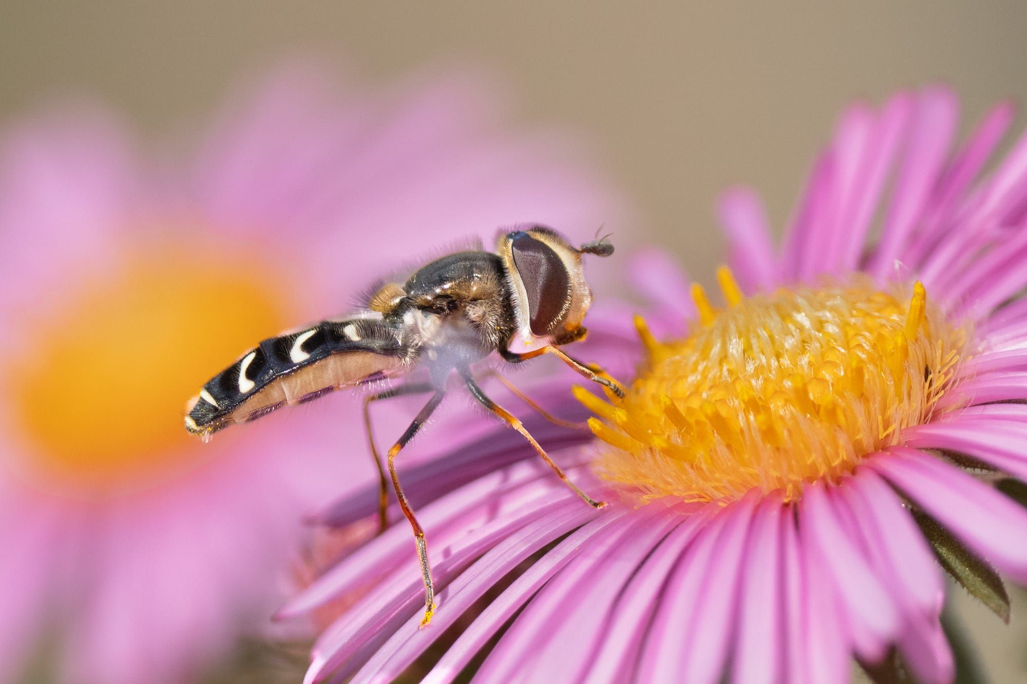 hover fly