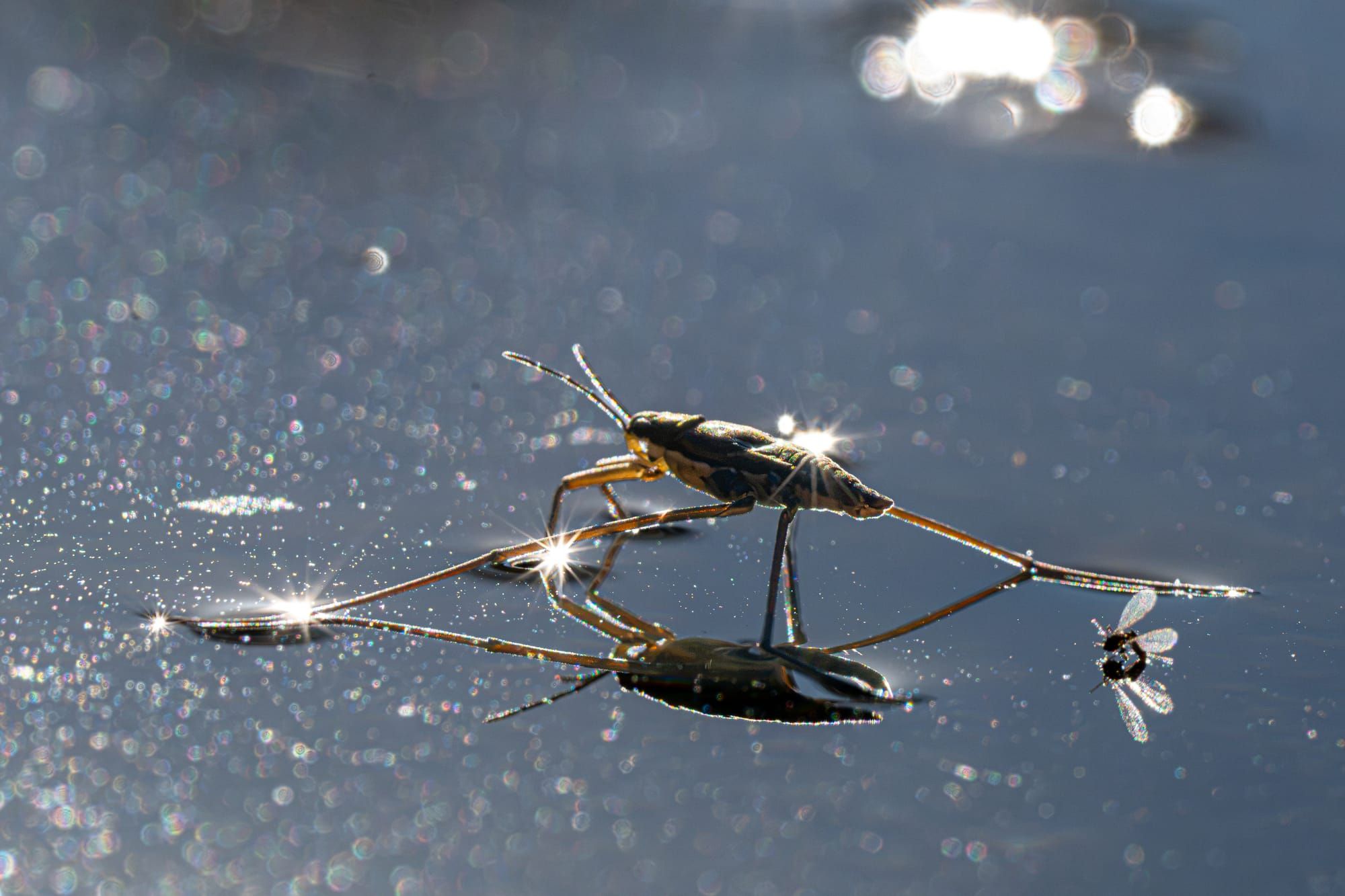 water strider