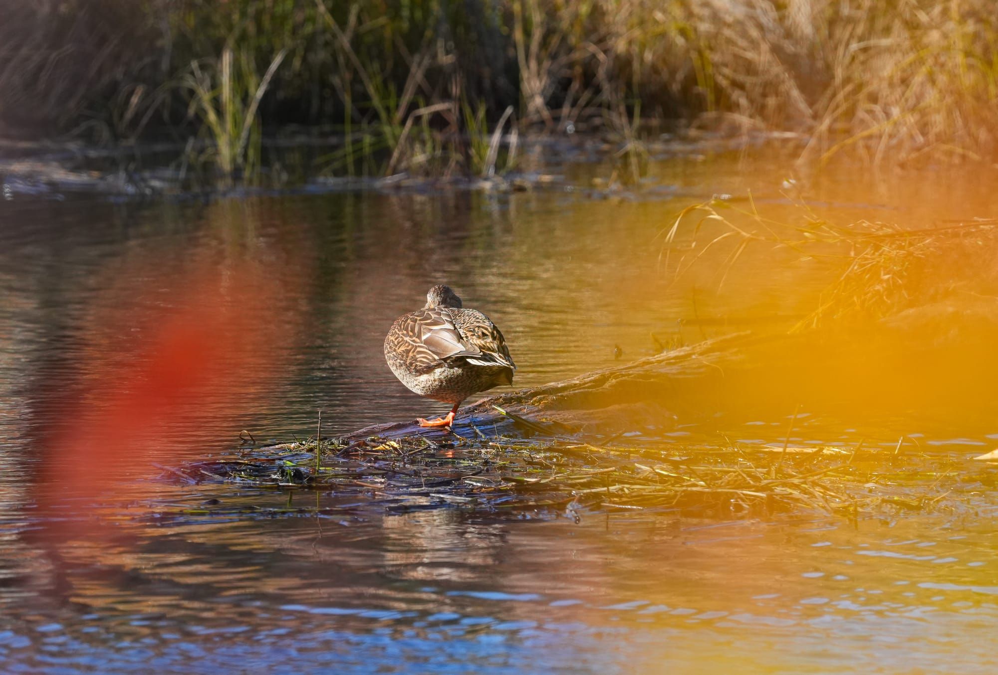 mallard
