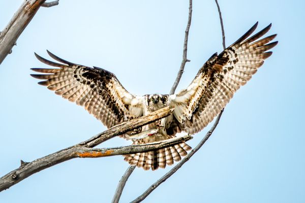 osprey with fish