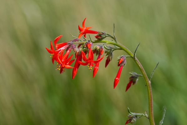 scarlet gilia