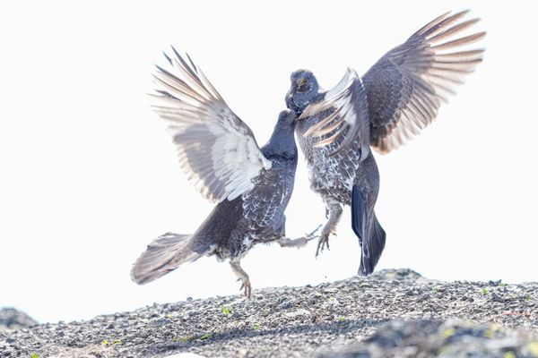 fighting dusky grouse