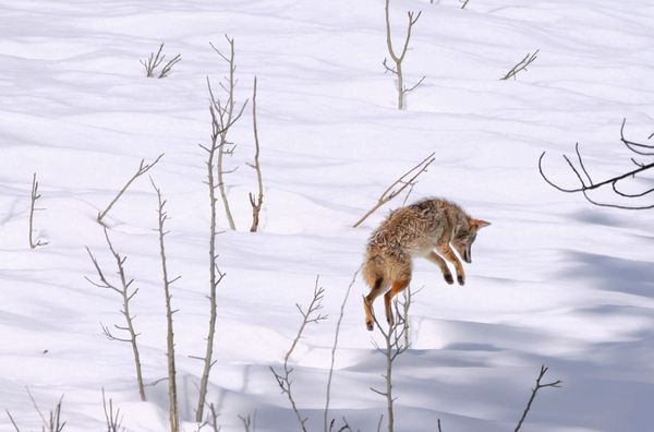 coyote pouncing in snow