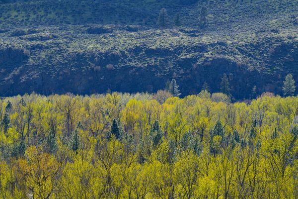 new cottonwood leaves