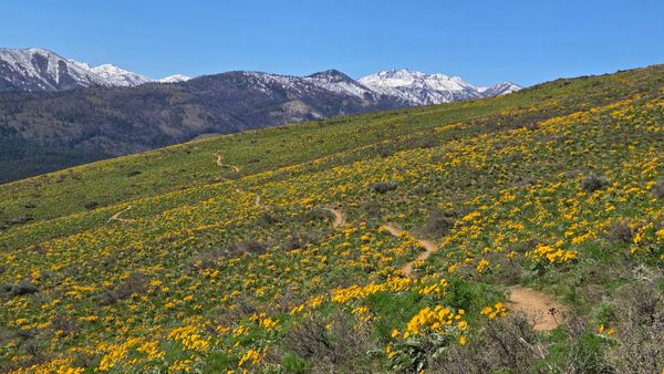 balsamroot flowers