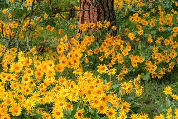 arrowleaf balsamroot