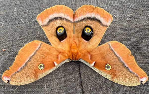 female Polyphemus moth
