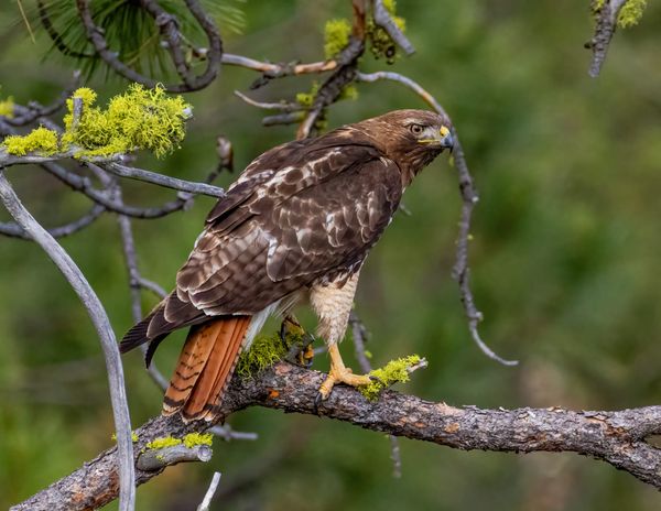 red-tailed hawk