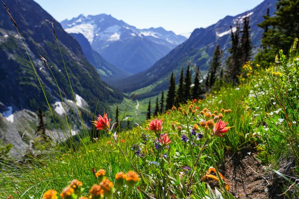 mountain flowers