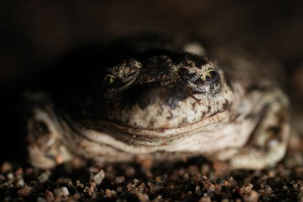 Great Basin spadefoot